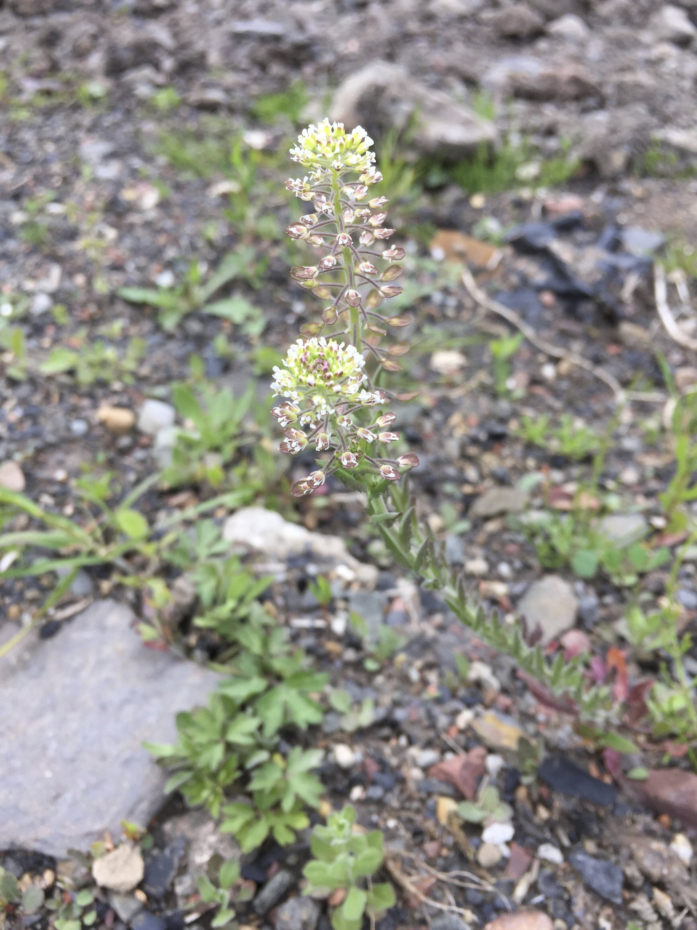 The style is much shorter than Lepidium heterophyllum. Lepidium campestre NS8047 18May2020 MP