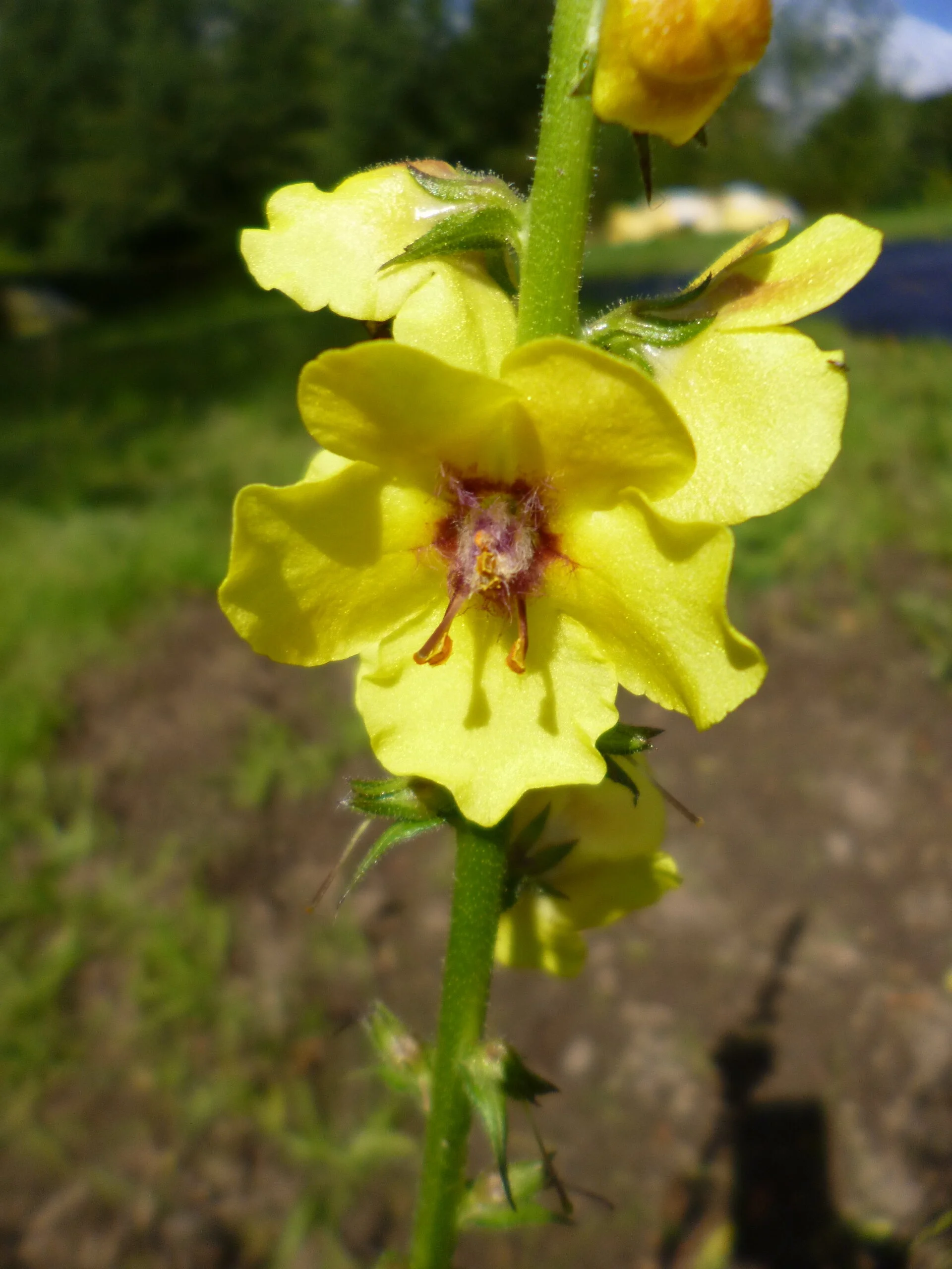   Verbascum nigrum NS5667 16Aug2018 LS  