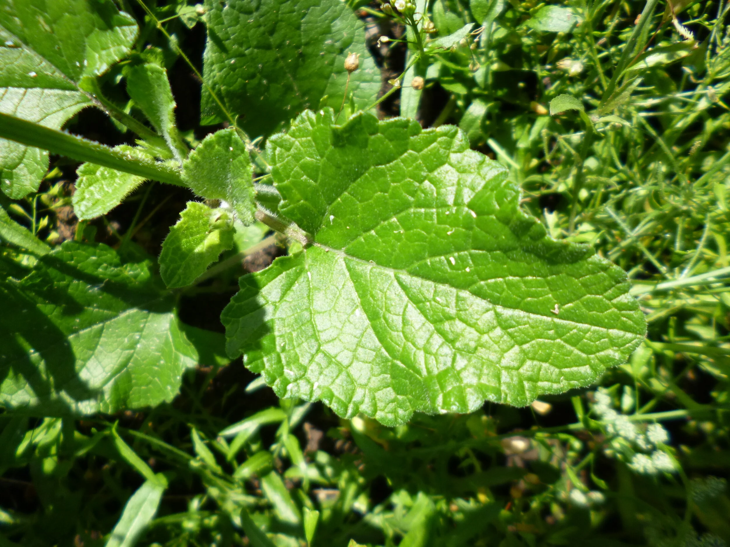   Salvia verticillata NS5667 16Aug2018 LS  
