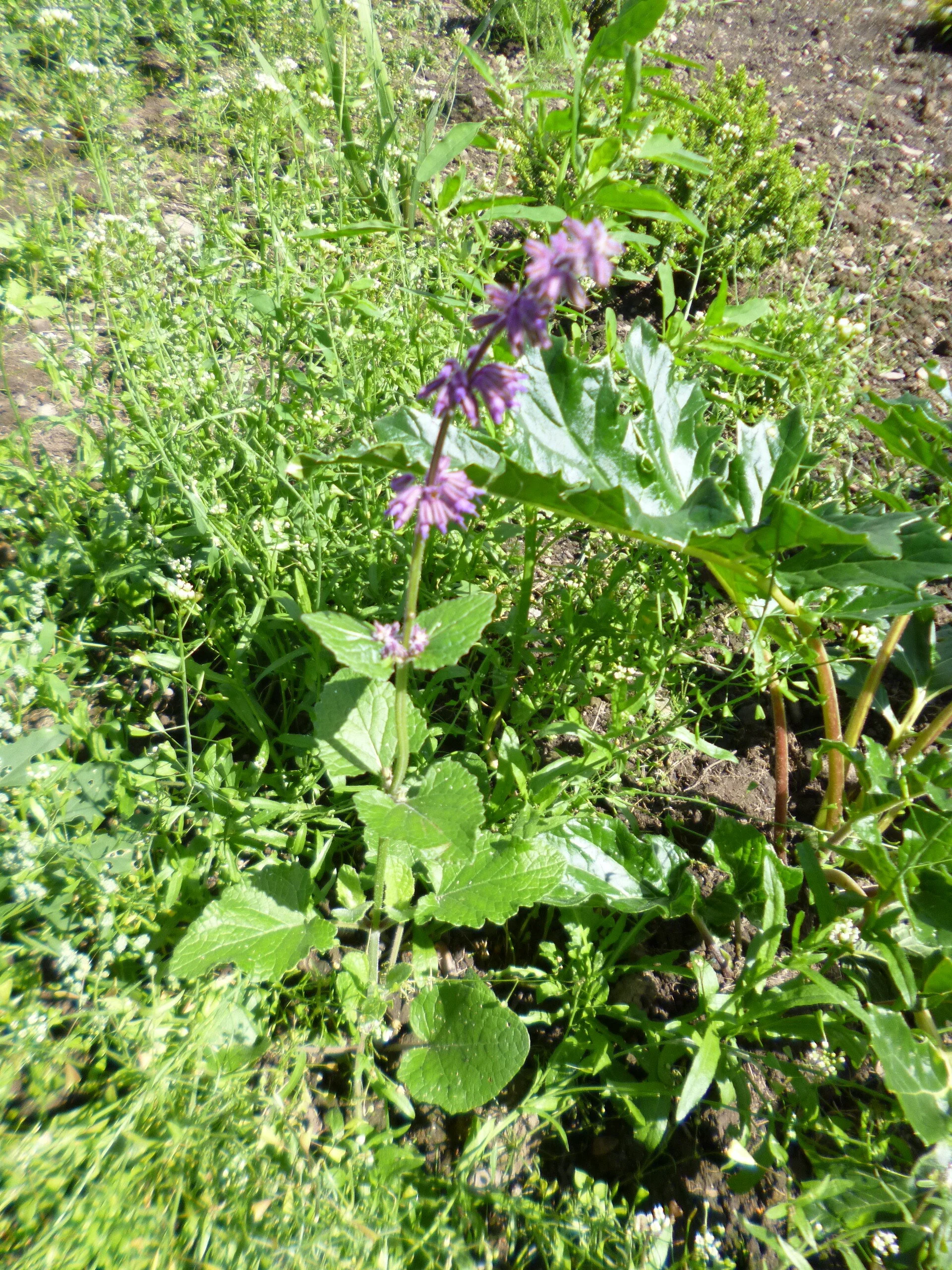   Salvia verticillata NS5667 16Aug2018 LS  