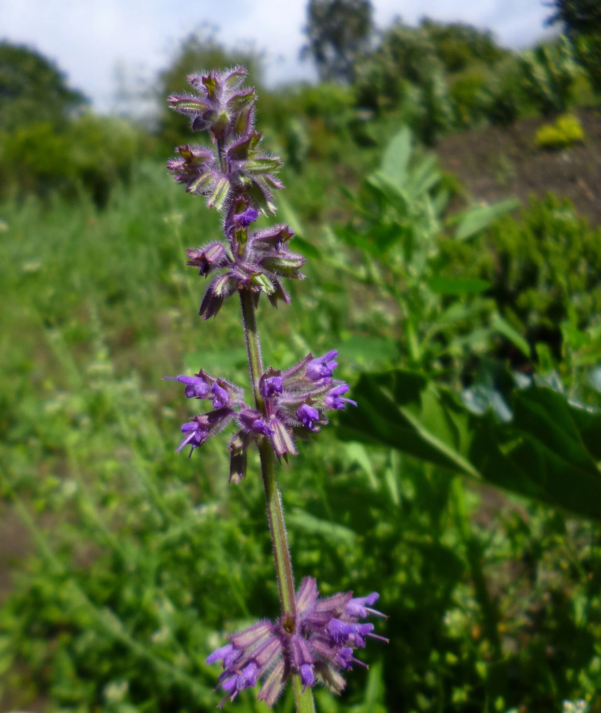   Salvia verticillata NS5667 16Aug2018 LS  