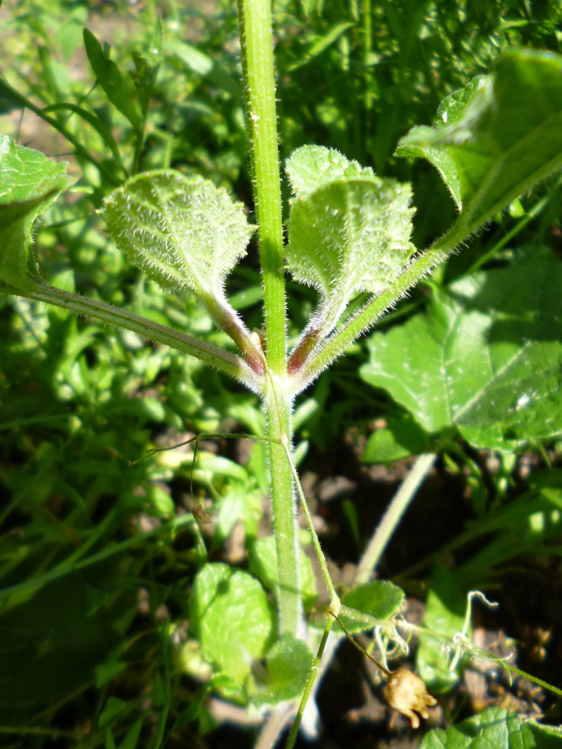   Salvia verticillata NS5667 16Aug2018 LS  