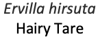hirsuta.PNG