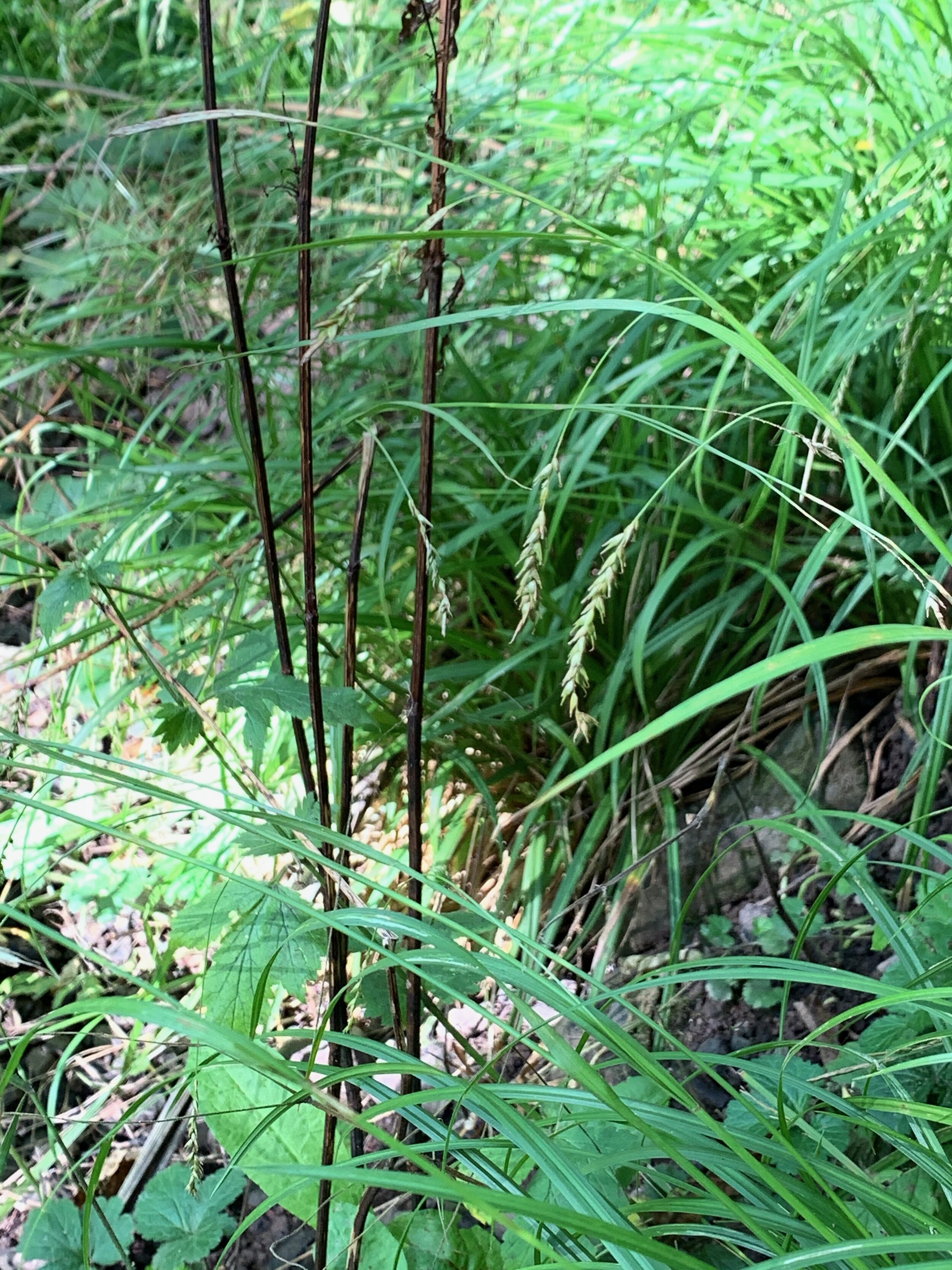 Carex sylvatica NS6958 21Sep PW
