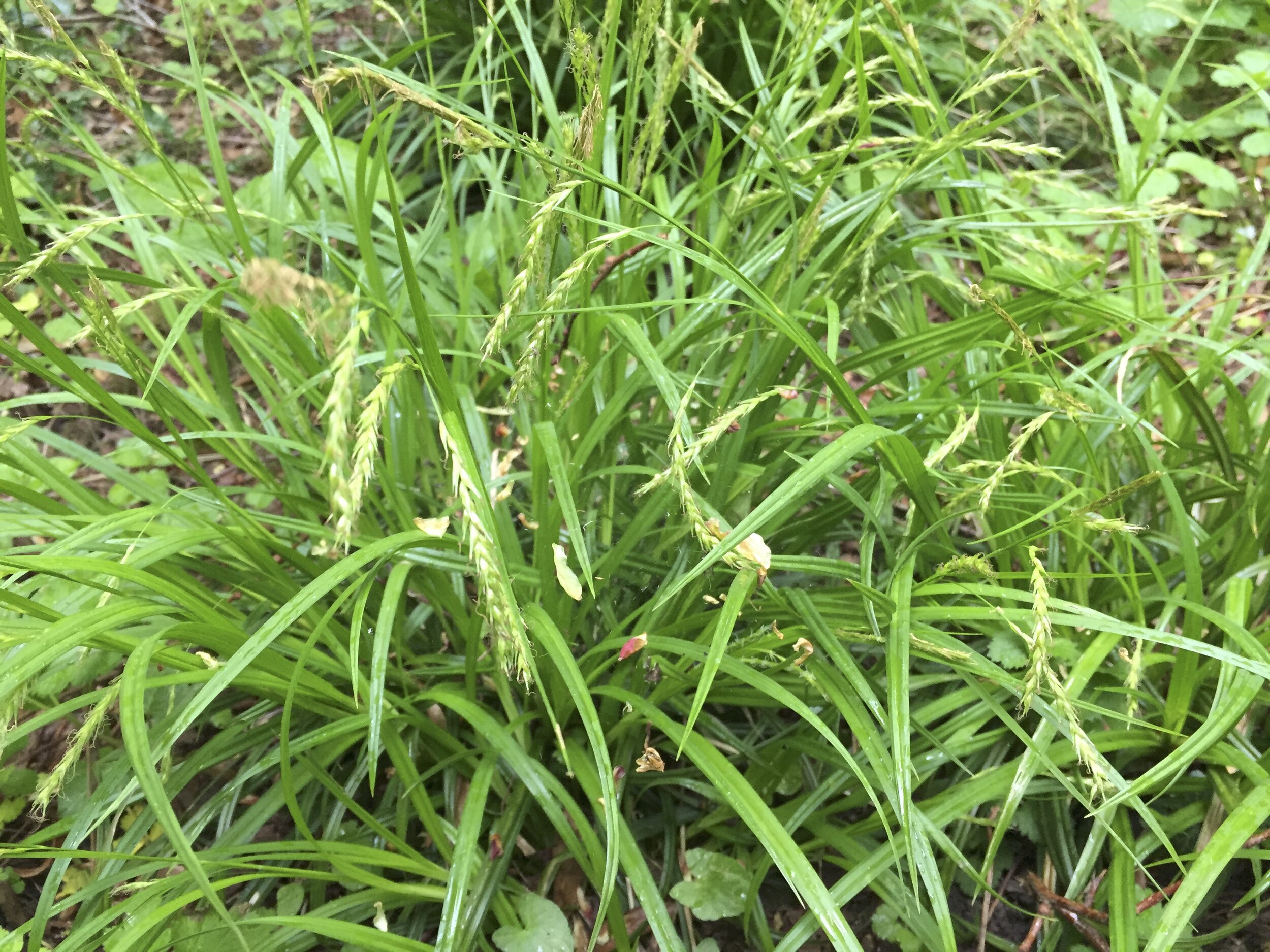 Carex sylvatica NS8050 15May2020 MP