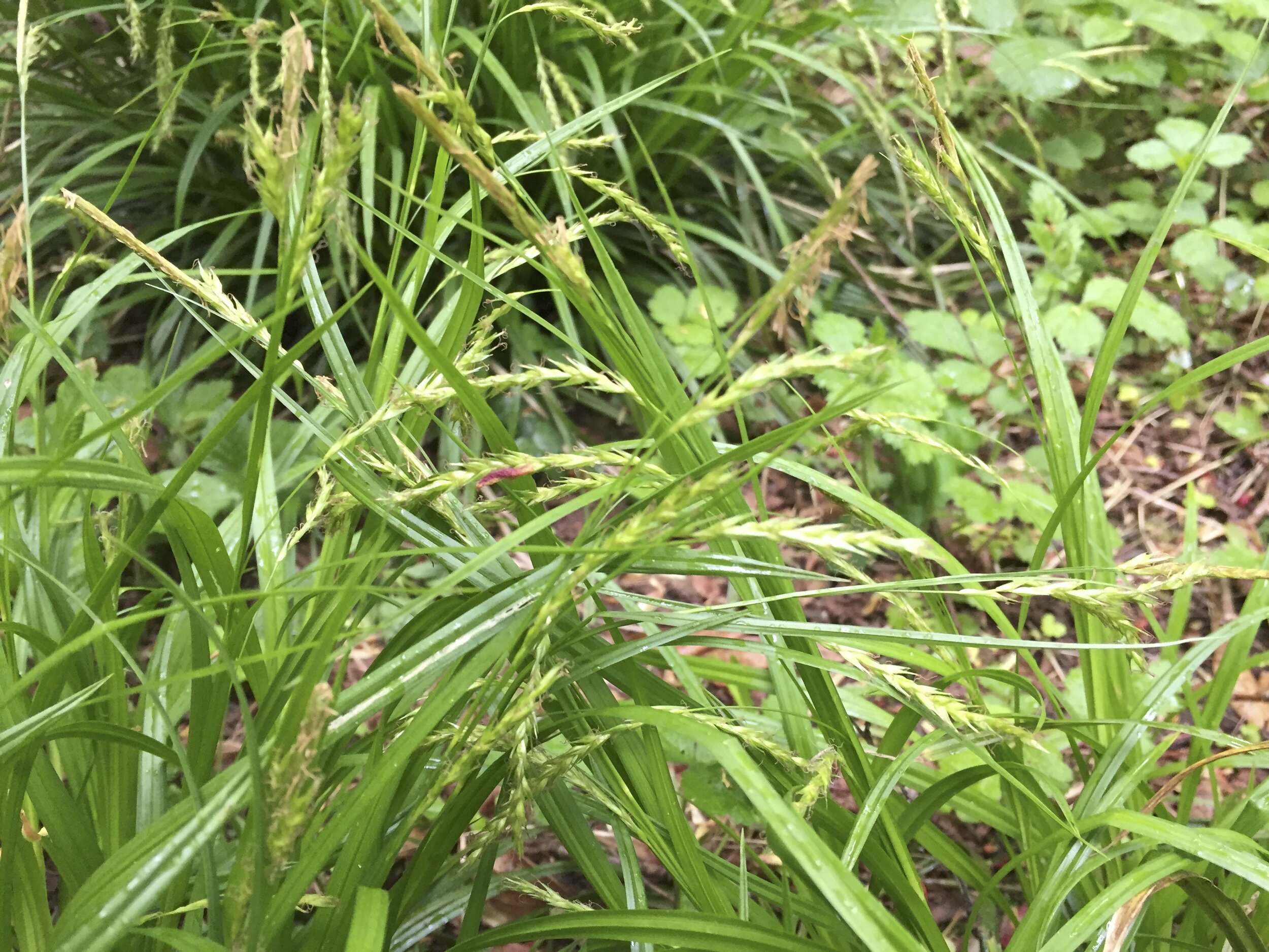 Carex sylvatica NS8050 15May2020 MP