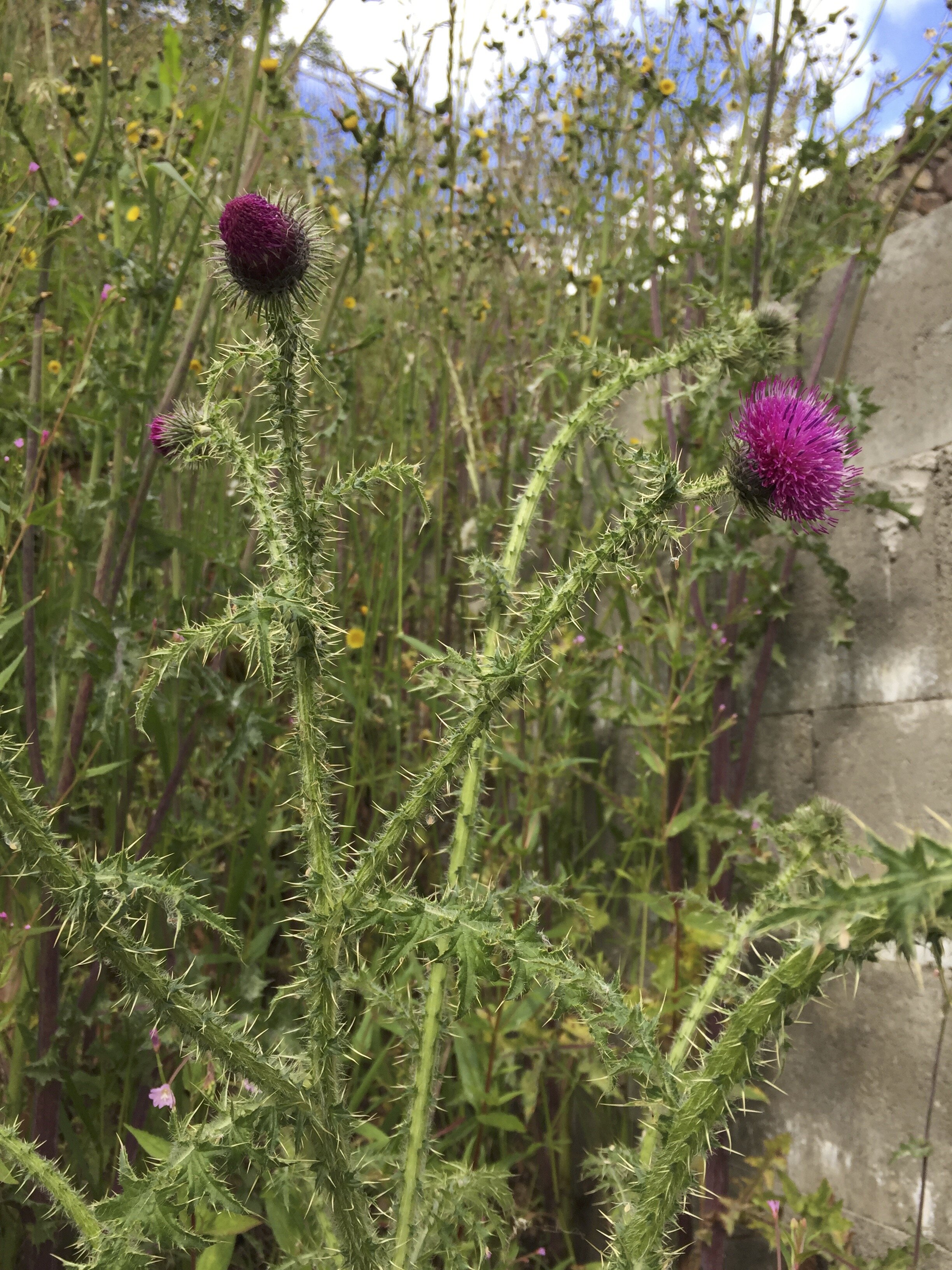 Carduus crispus NT0338 06Jul2019 MP