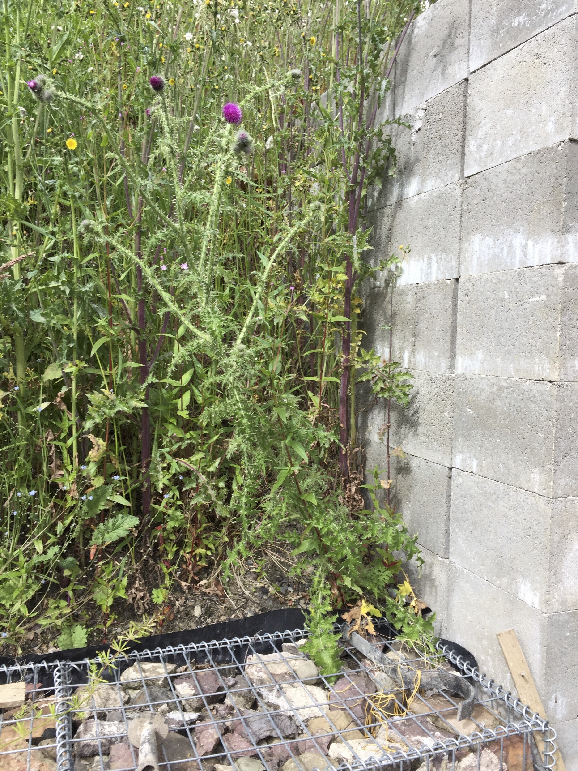 Carduus crispus NT0338 06Jul2019 MP
