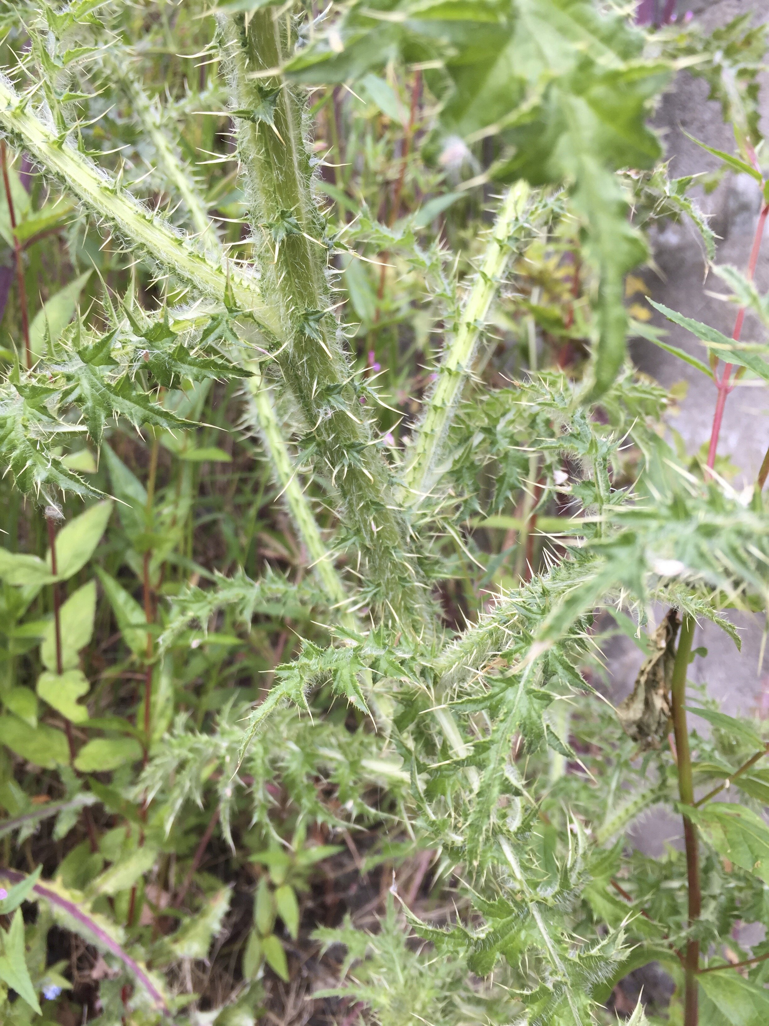 Carduus crispus NT0338 06Jul2019 MP