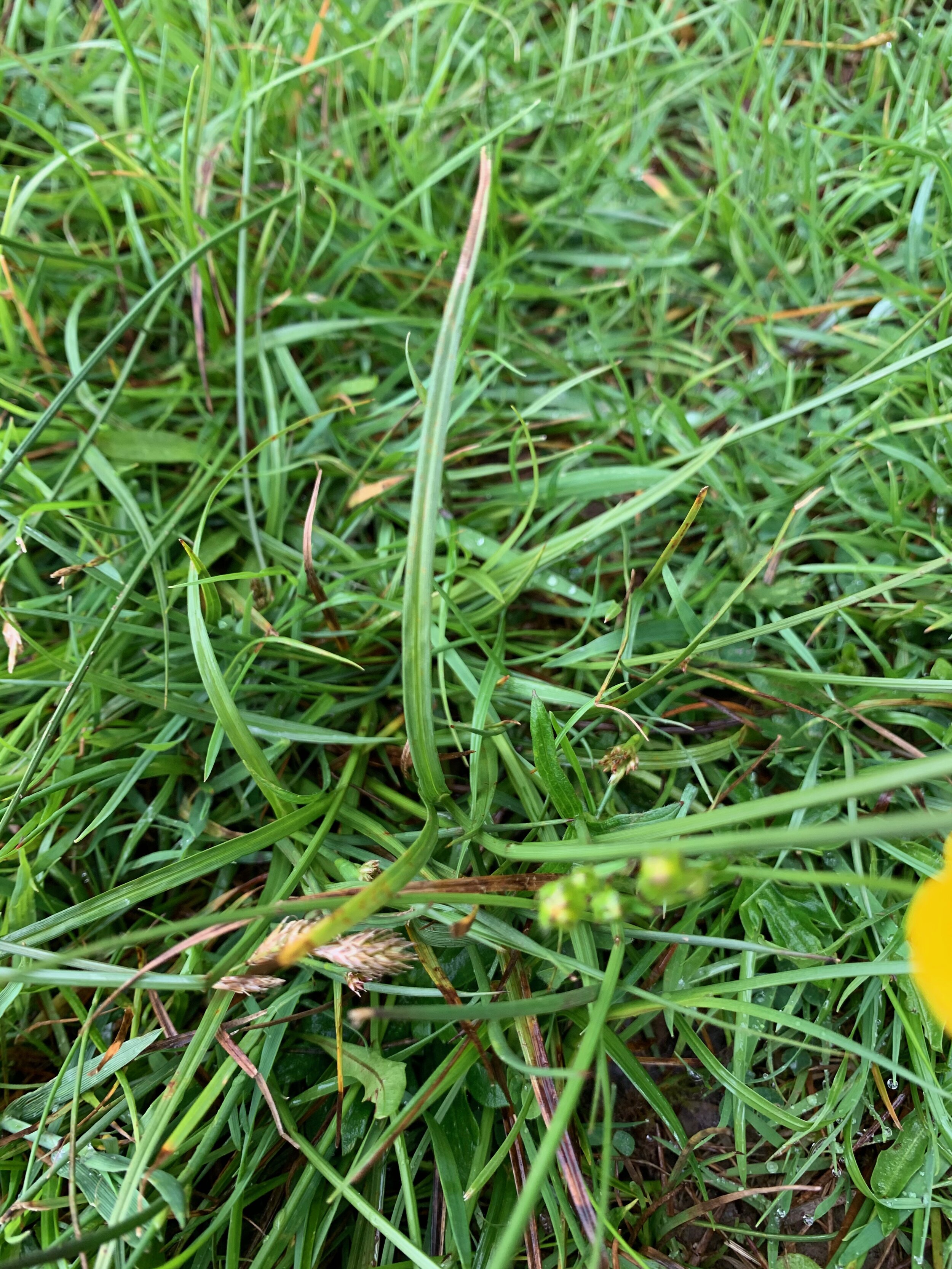 Looking down on the leaves and stem. Carex leporina NS5863 12Jun2020 PW