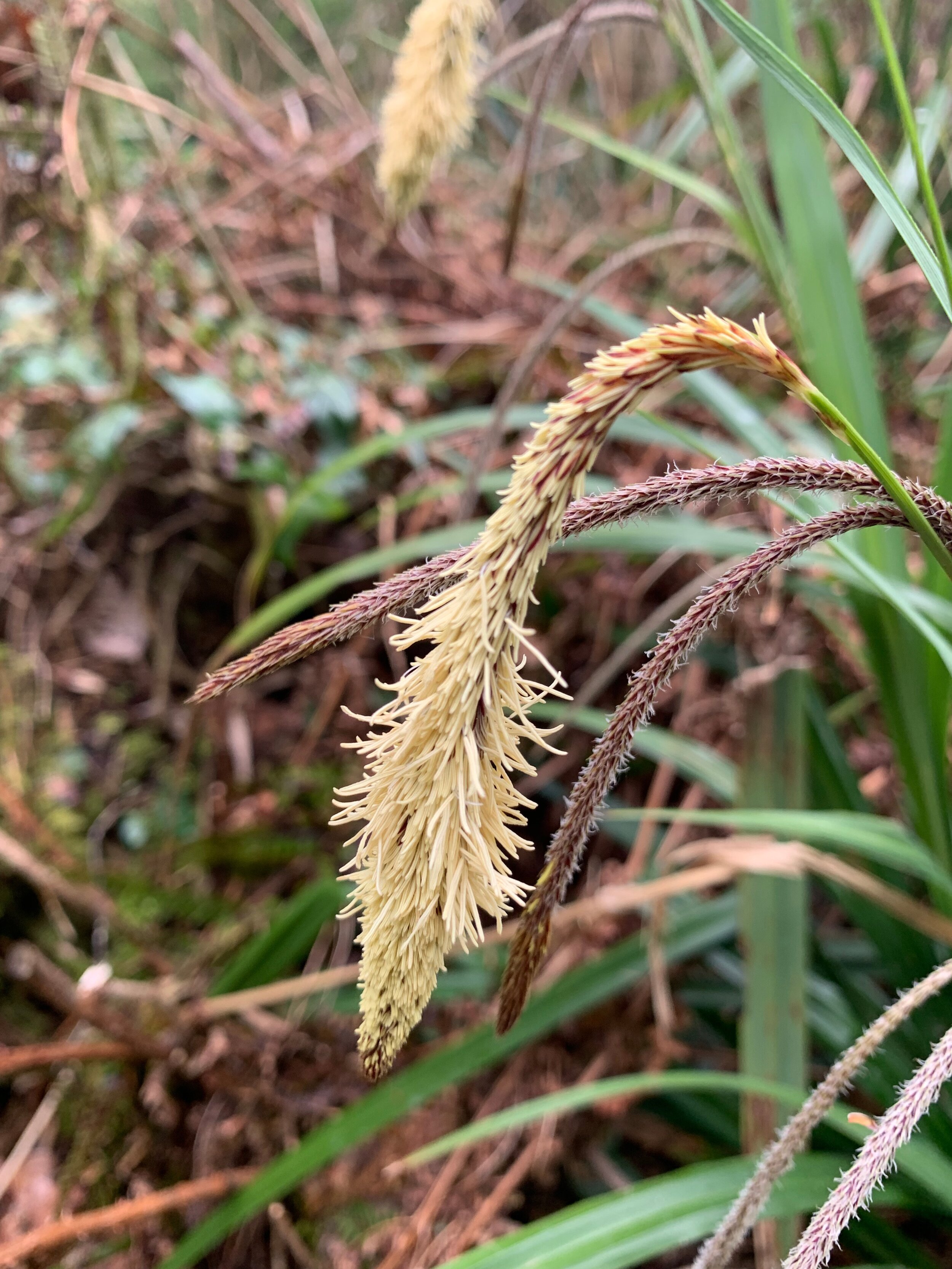Carex pendula NS5858 26April2019 PW