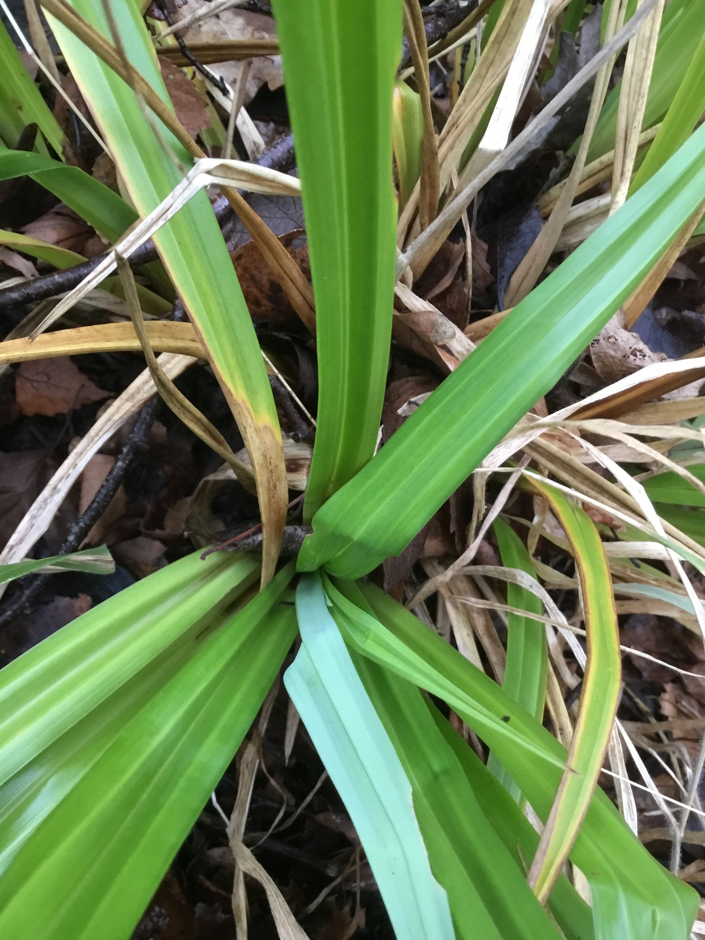Showing the large strong W-shaped leaves. Carex pendula NS7357 3Feb2019 FM