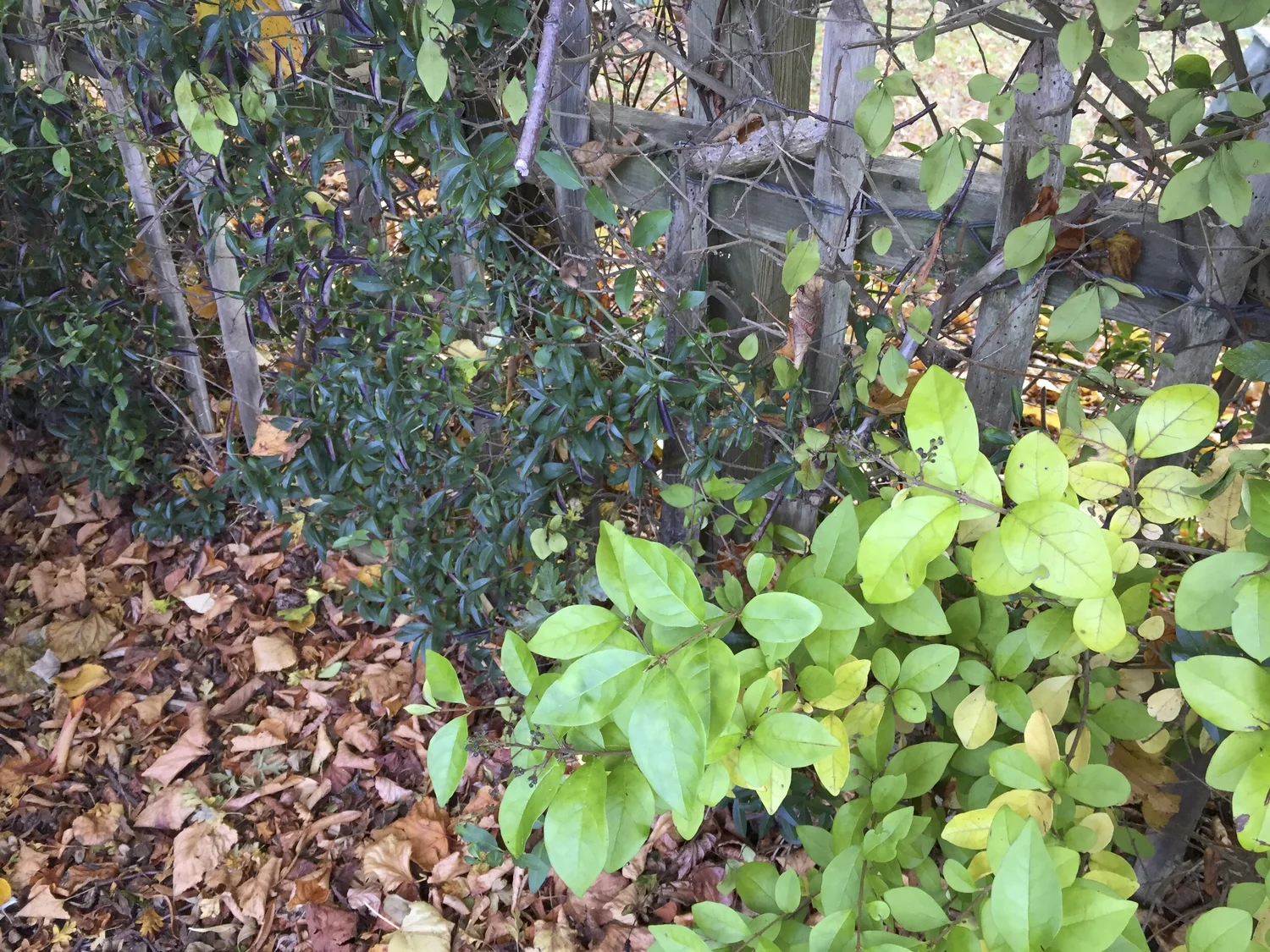 Ligustrum species - Privets  BSBI VC77