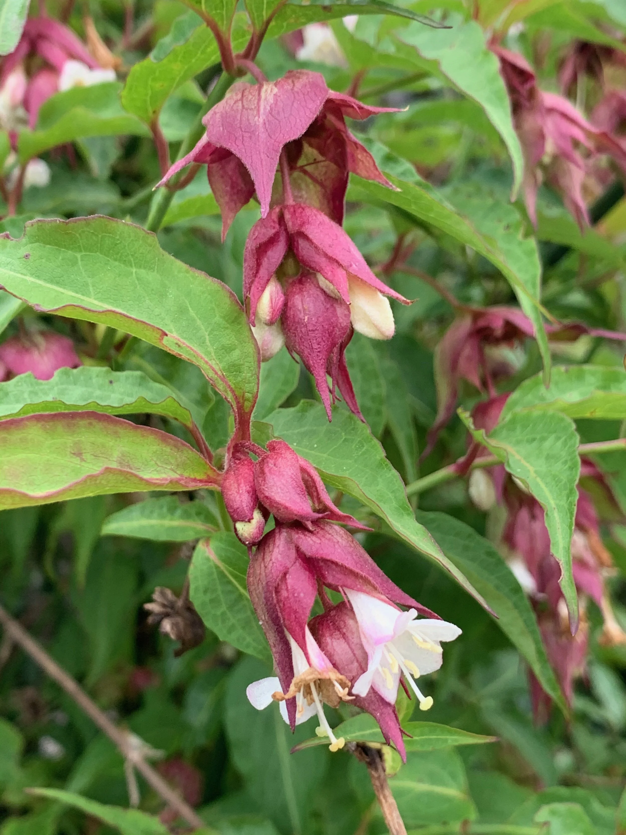   Leycesteria formosa NS5963 16June2020 PW     