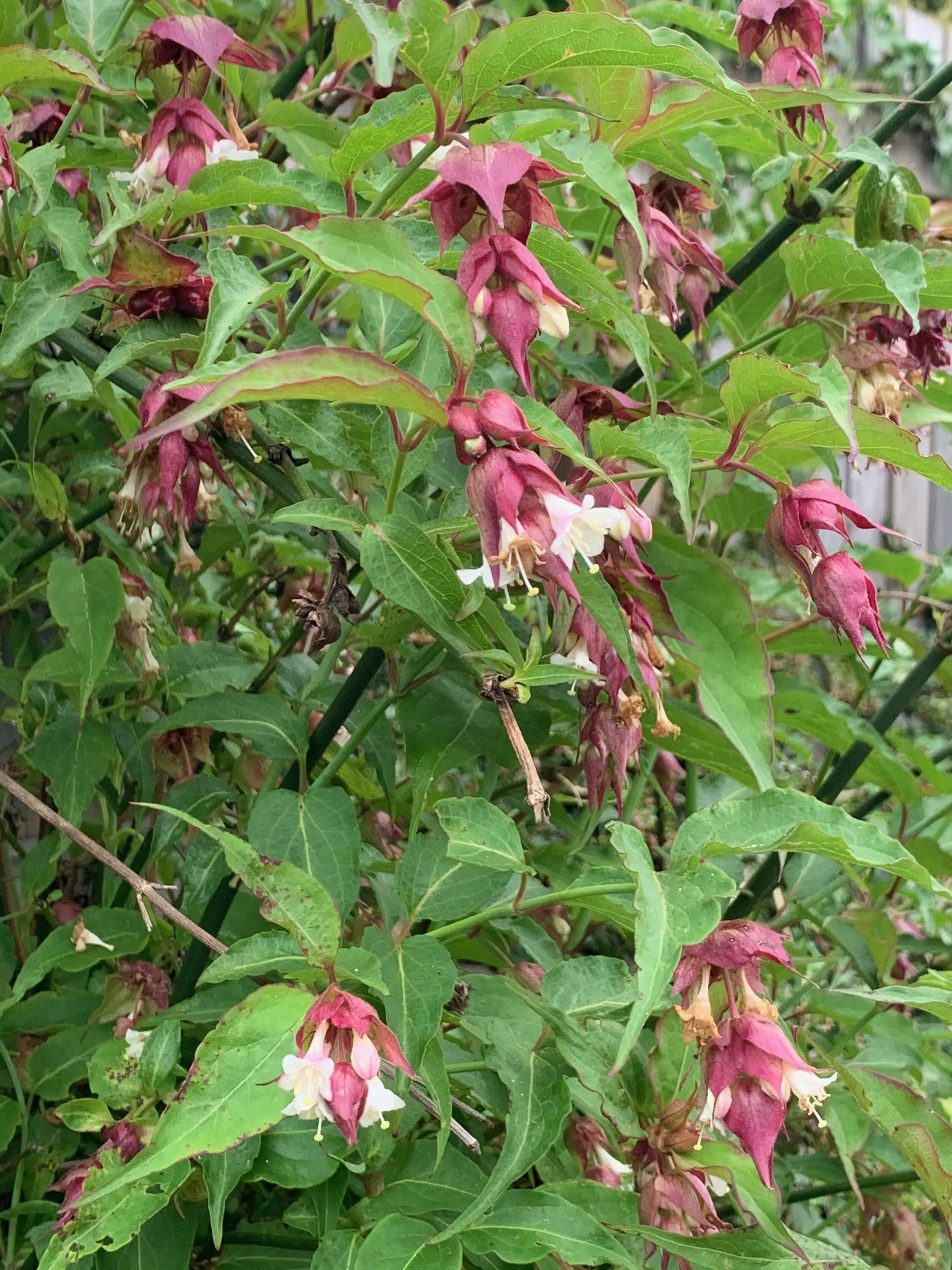   Leycesteria formosa NS5963 16June2020 PW   