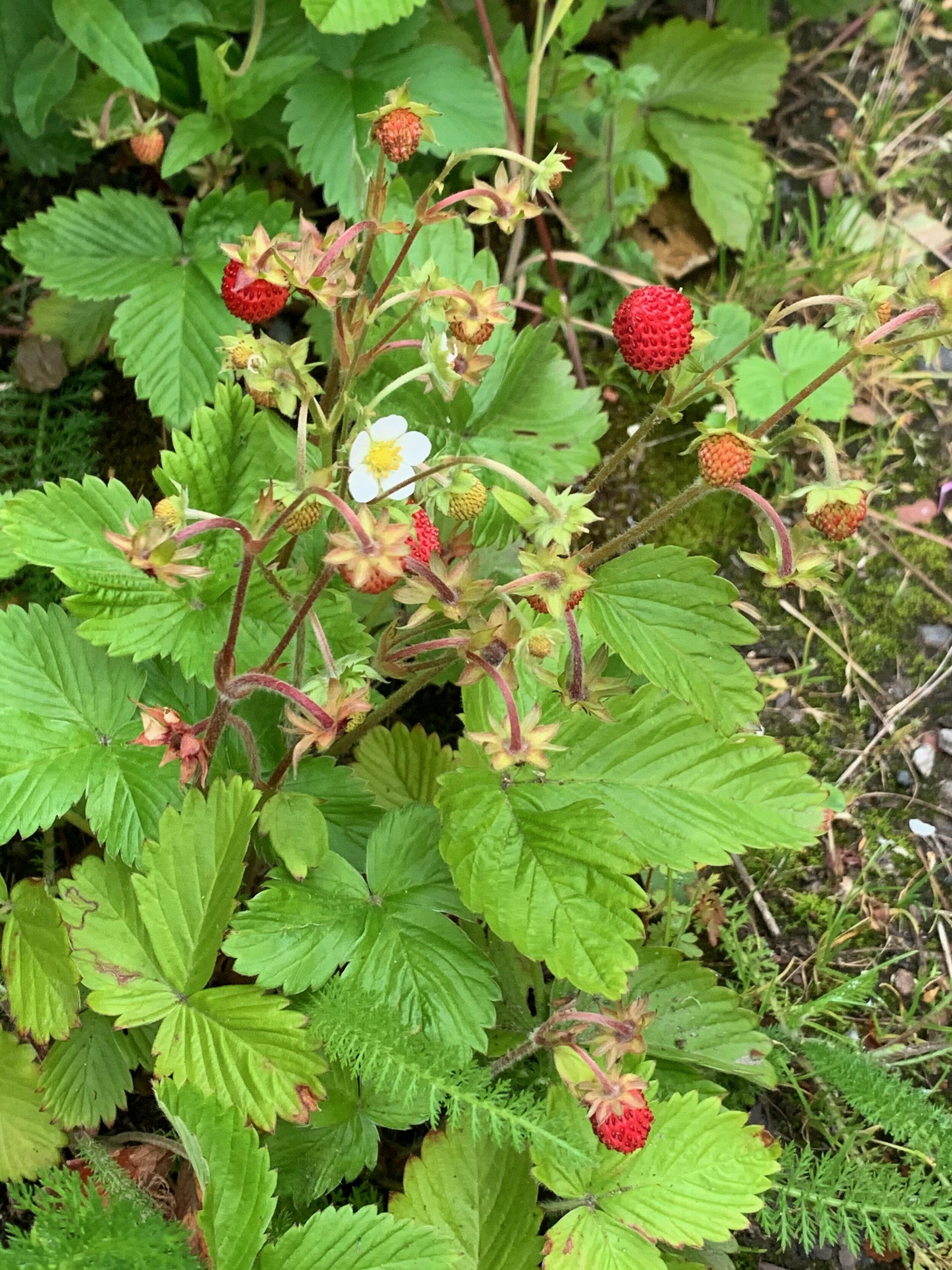Fragaria vesca NS5963 16June2020 PW