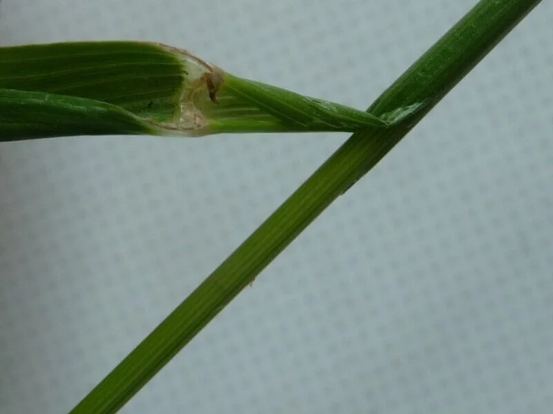  Showing one of the thin auricles on the thin membranous ligule.   Lolium multiflorum NS5563 11June2020 GL  