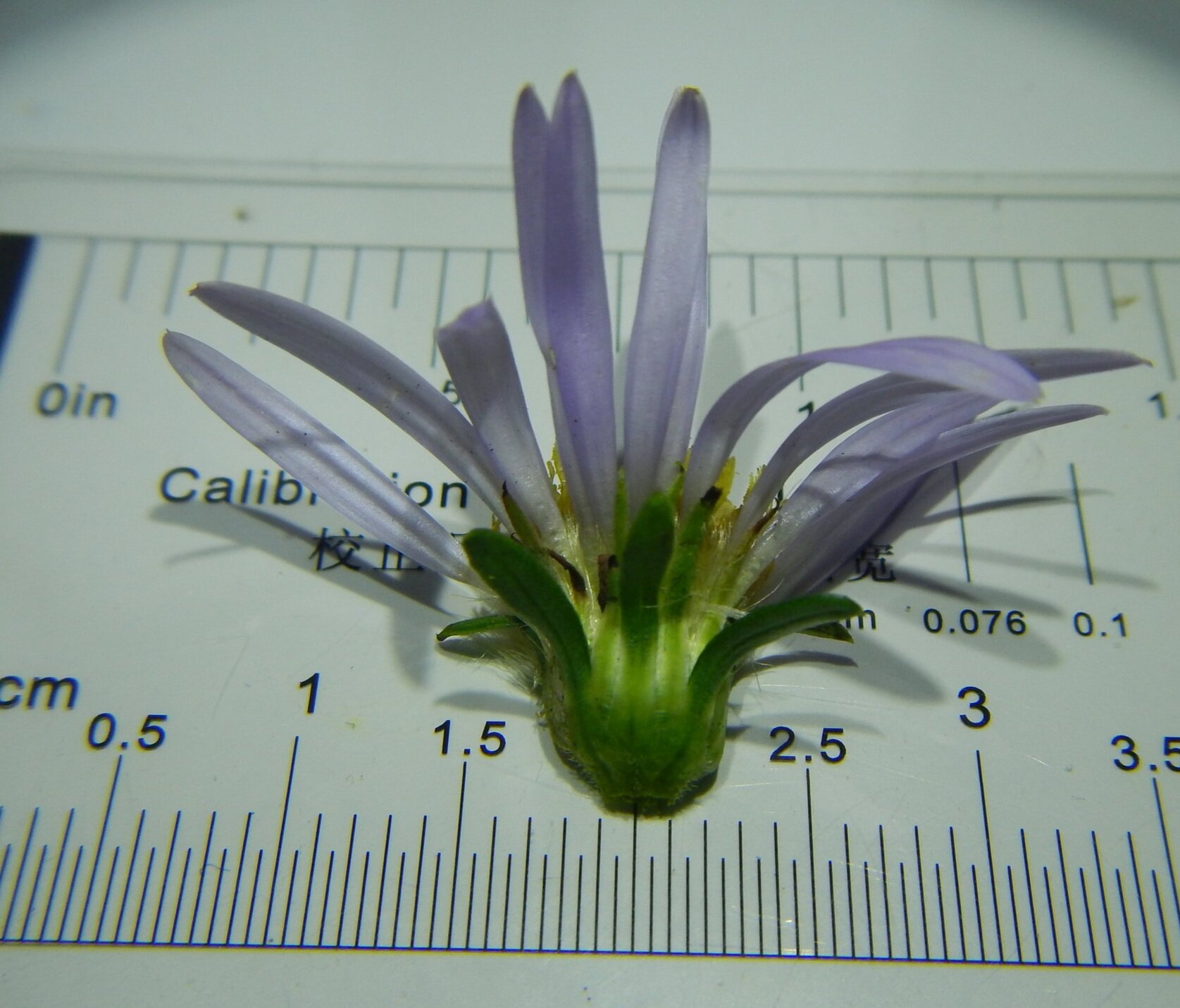 These bracts are > 7mm wide and broadest distally. Aster novi-belgii NS5857 28Oct17 PW