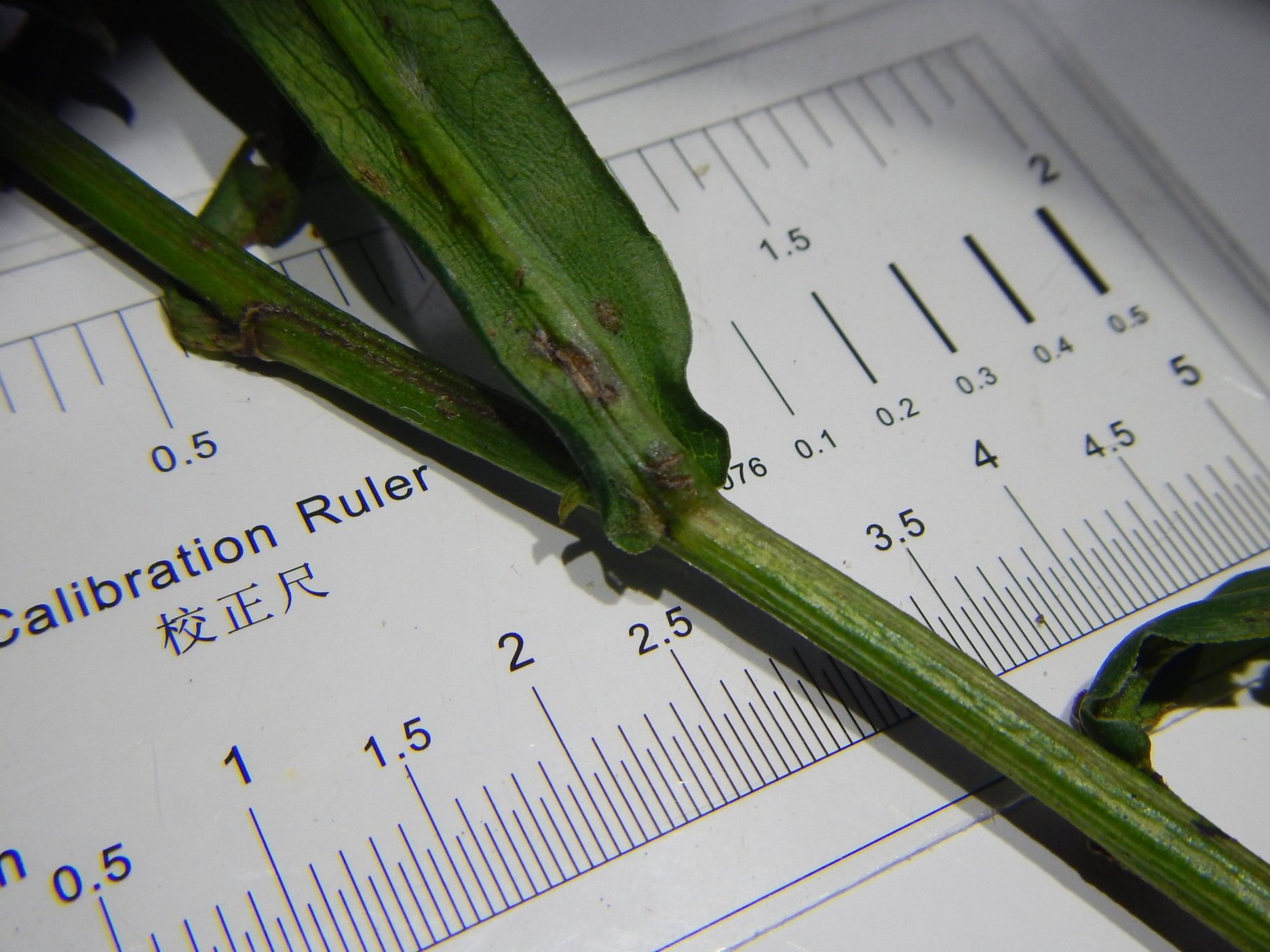 This shows the bases of the leaves which do not closely hug the side of the stem. Aster novi-belgii agg. NS5857 28Oct17 PW