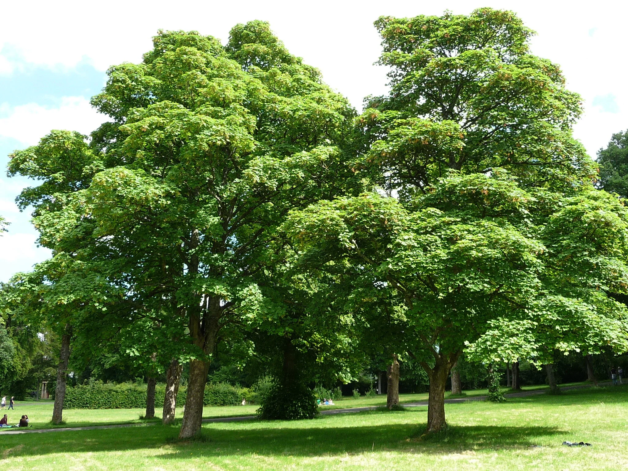  They are large trees, in the open often broader than tall and the foliage is separate into layers or clumps.   Acer pseudoplatanus  NS5563 20June2020 GL   