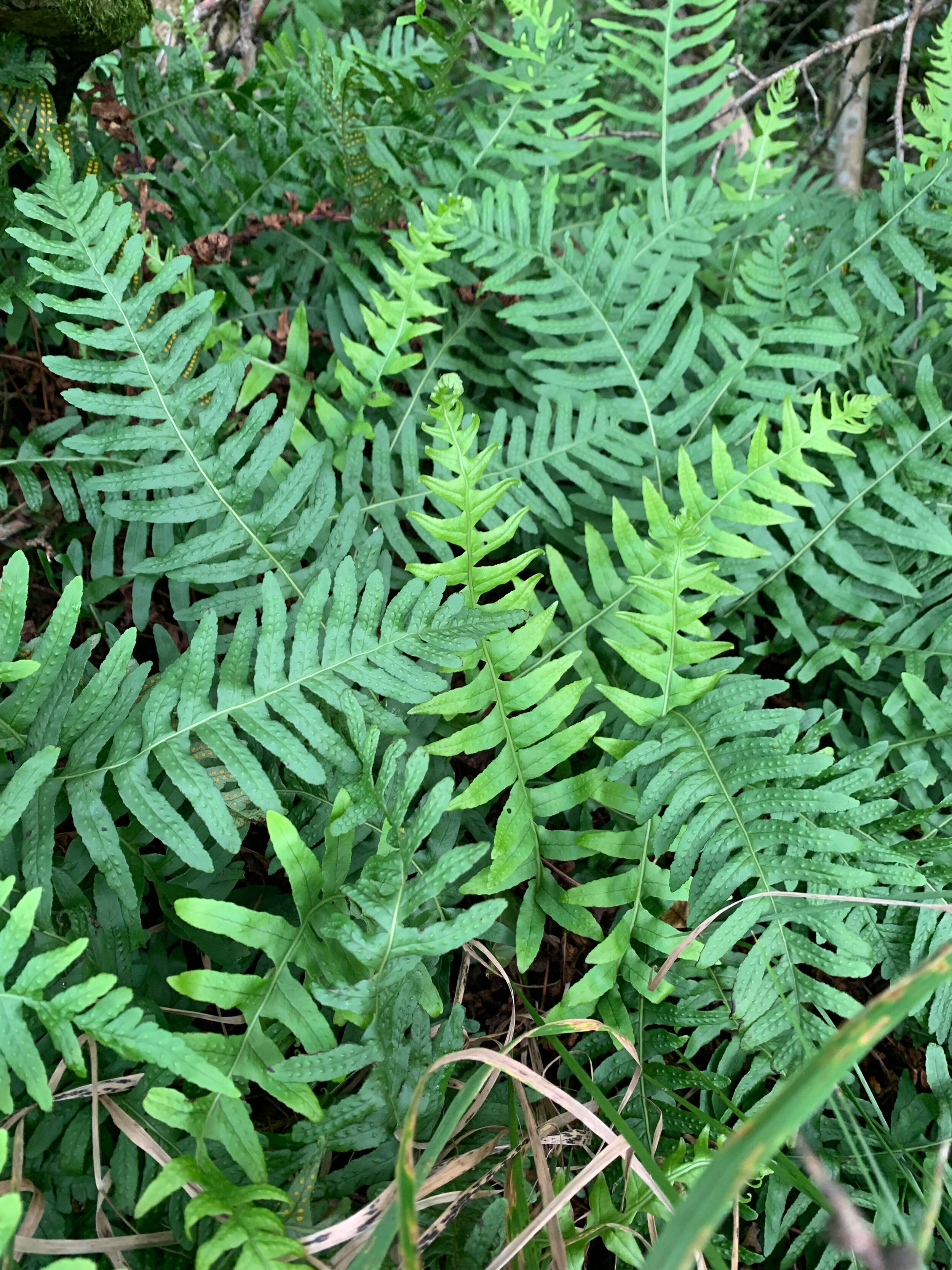Polypodium vulgare NS6451 18Aug2019