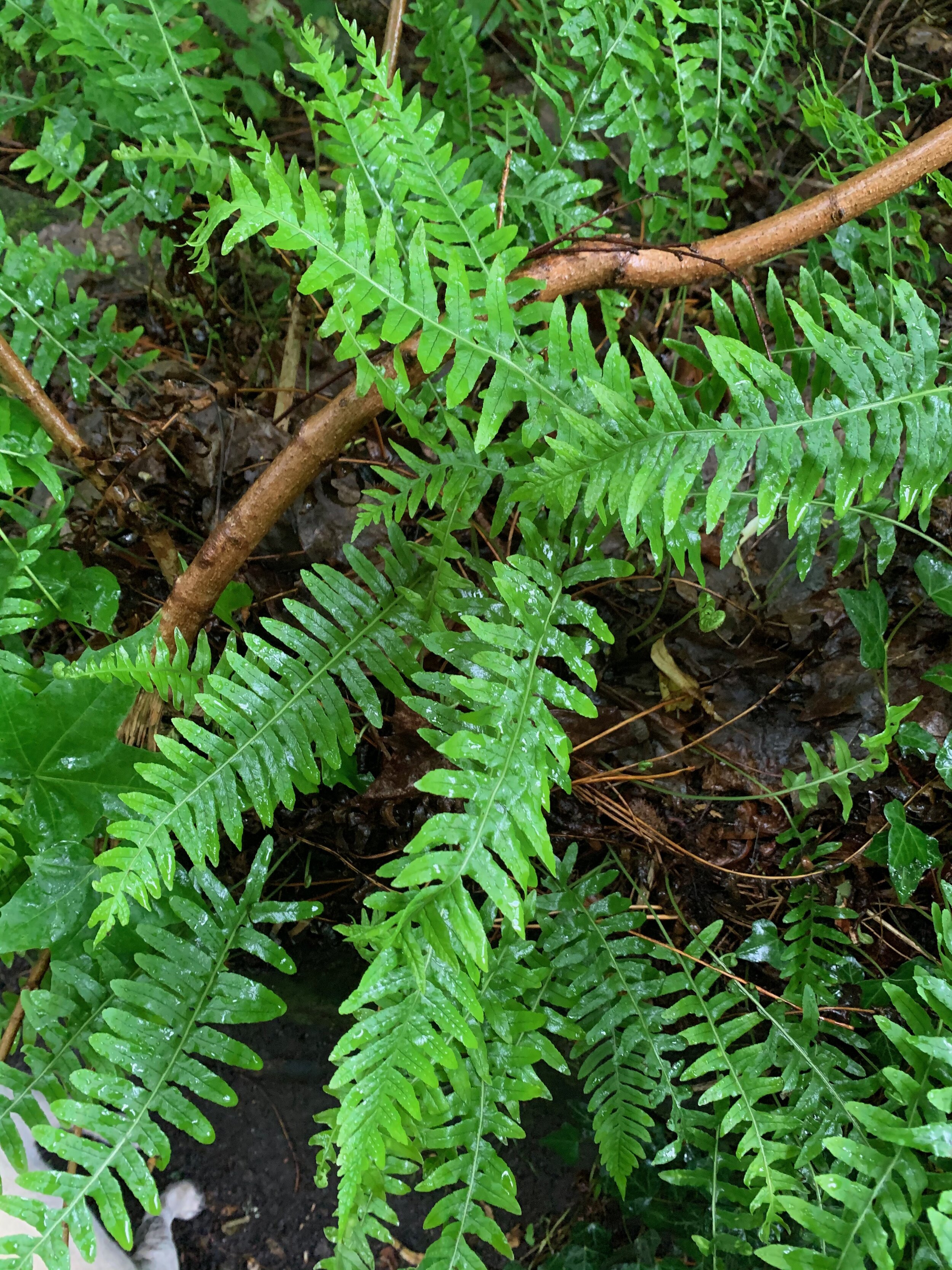 Polypodium vulgare agg. NS6058 26Jun2020 PW