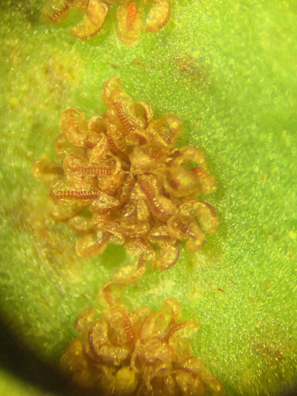 This is appearance of more mature and dried sori under a low-power microscope (approximately x 60). It shows the sporangia have opened up (dehisced) exposing the cells of the annulus. The number of cells is the most reliable way to determine the spe