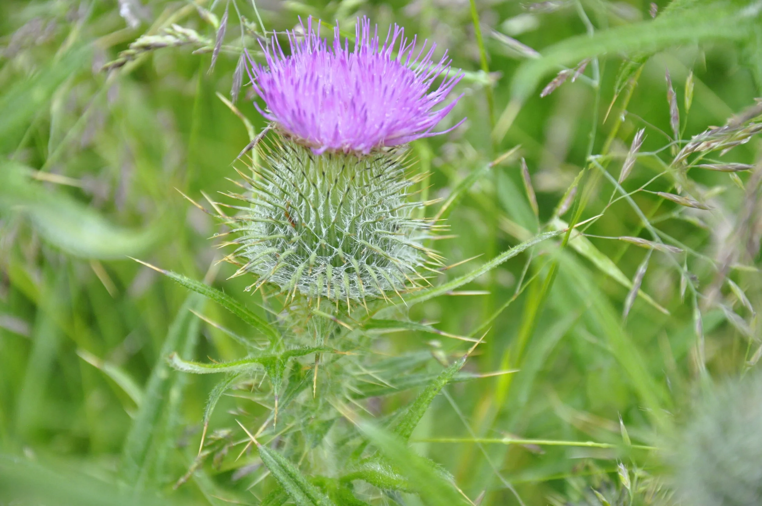   Cirsium vulgare  NS8549 23June2020 DG  
