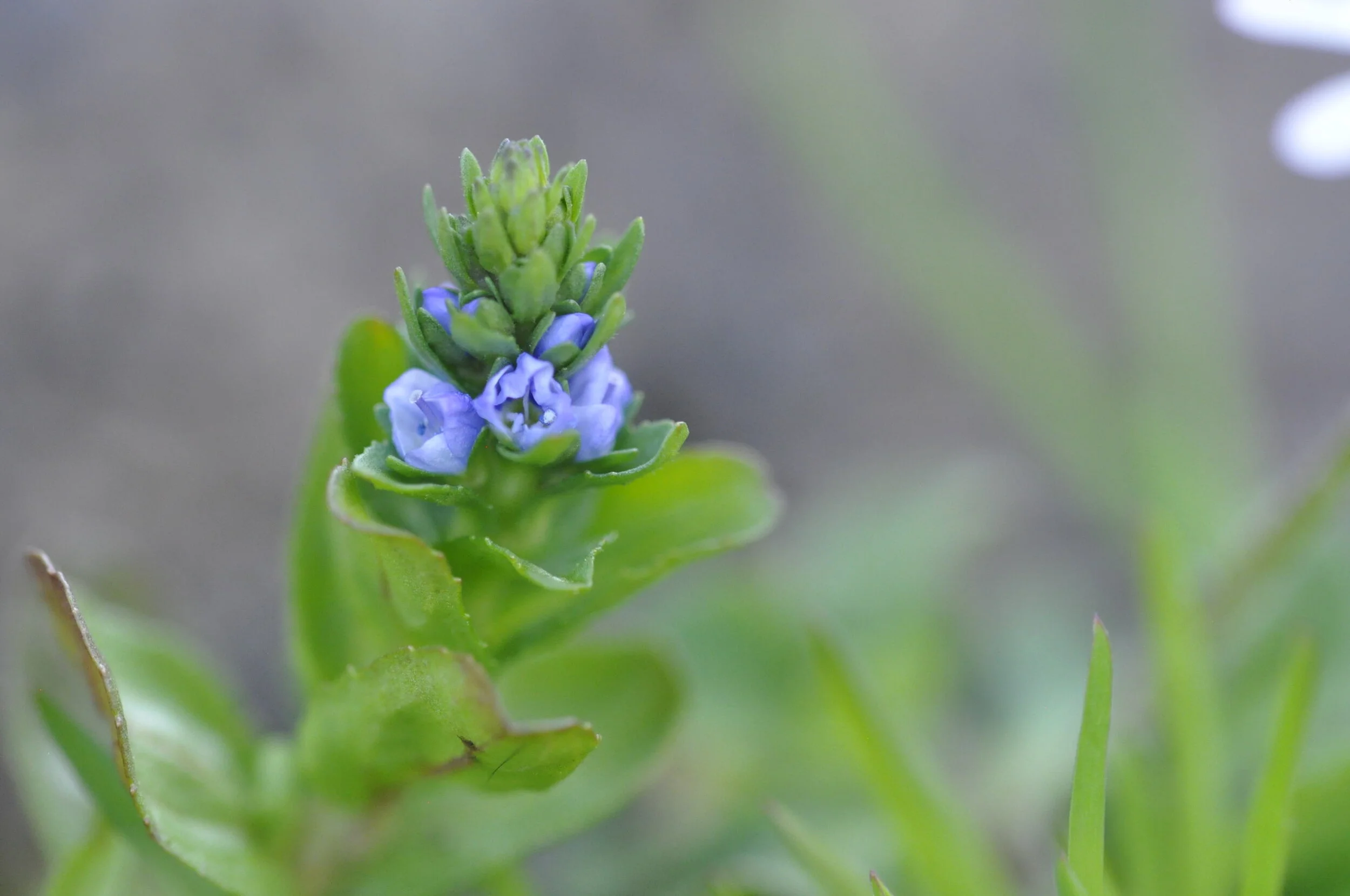   Veronica arvensis NS8549 9May2020 DG  