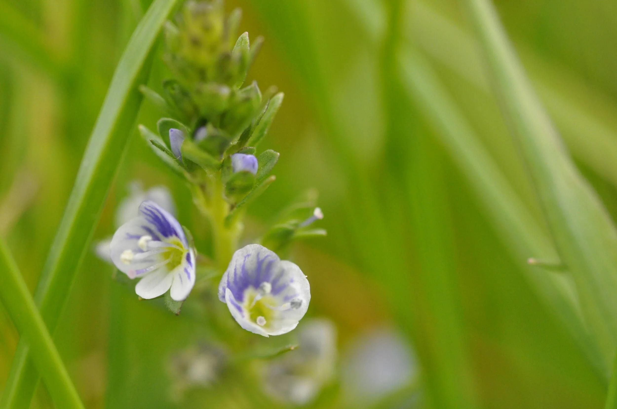   Veronica serpyllifolia NS8549 9May2020 DG  