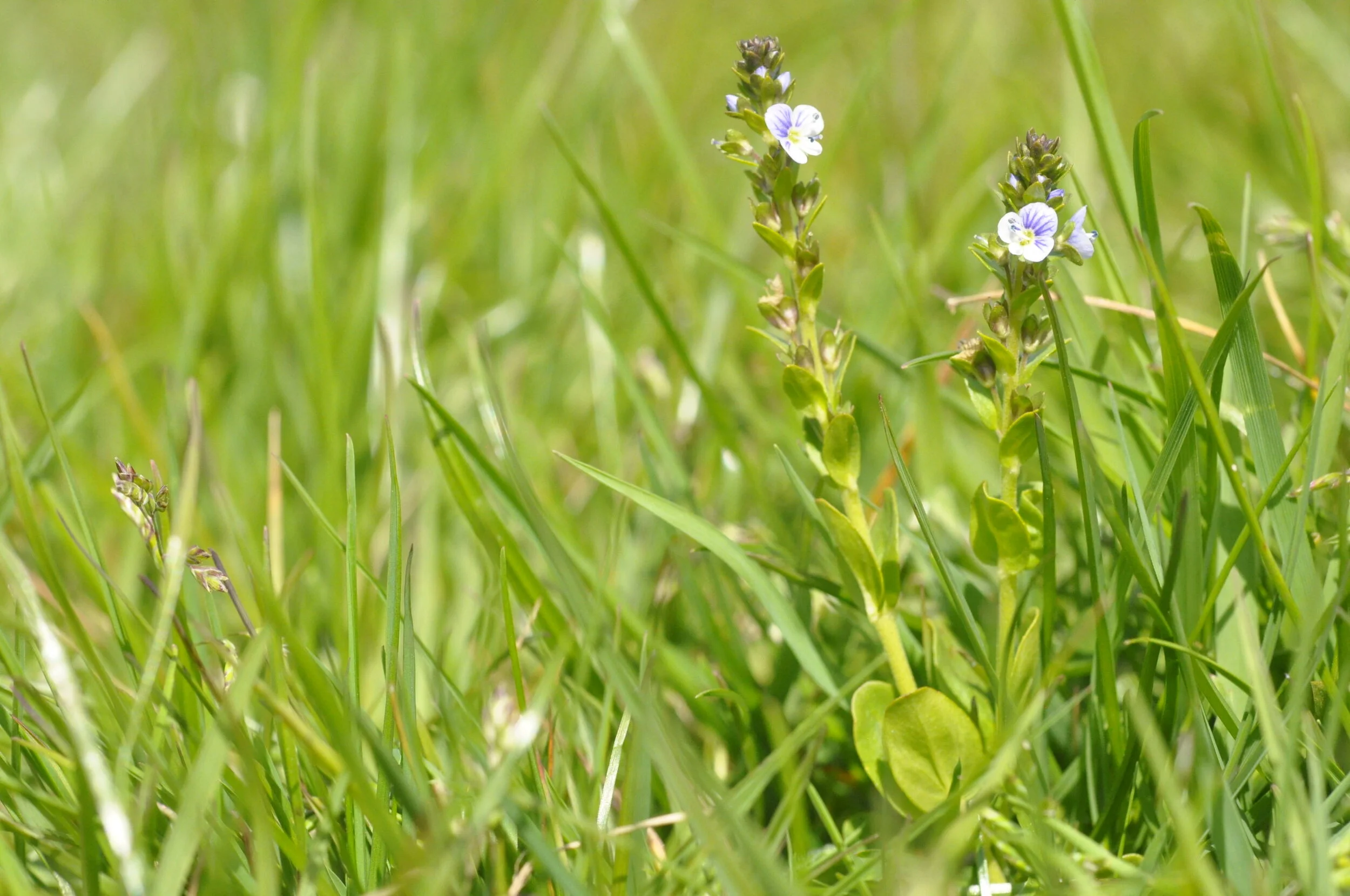   Veronica serpyllifolia NS8549 9May2020 DG  