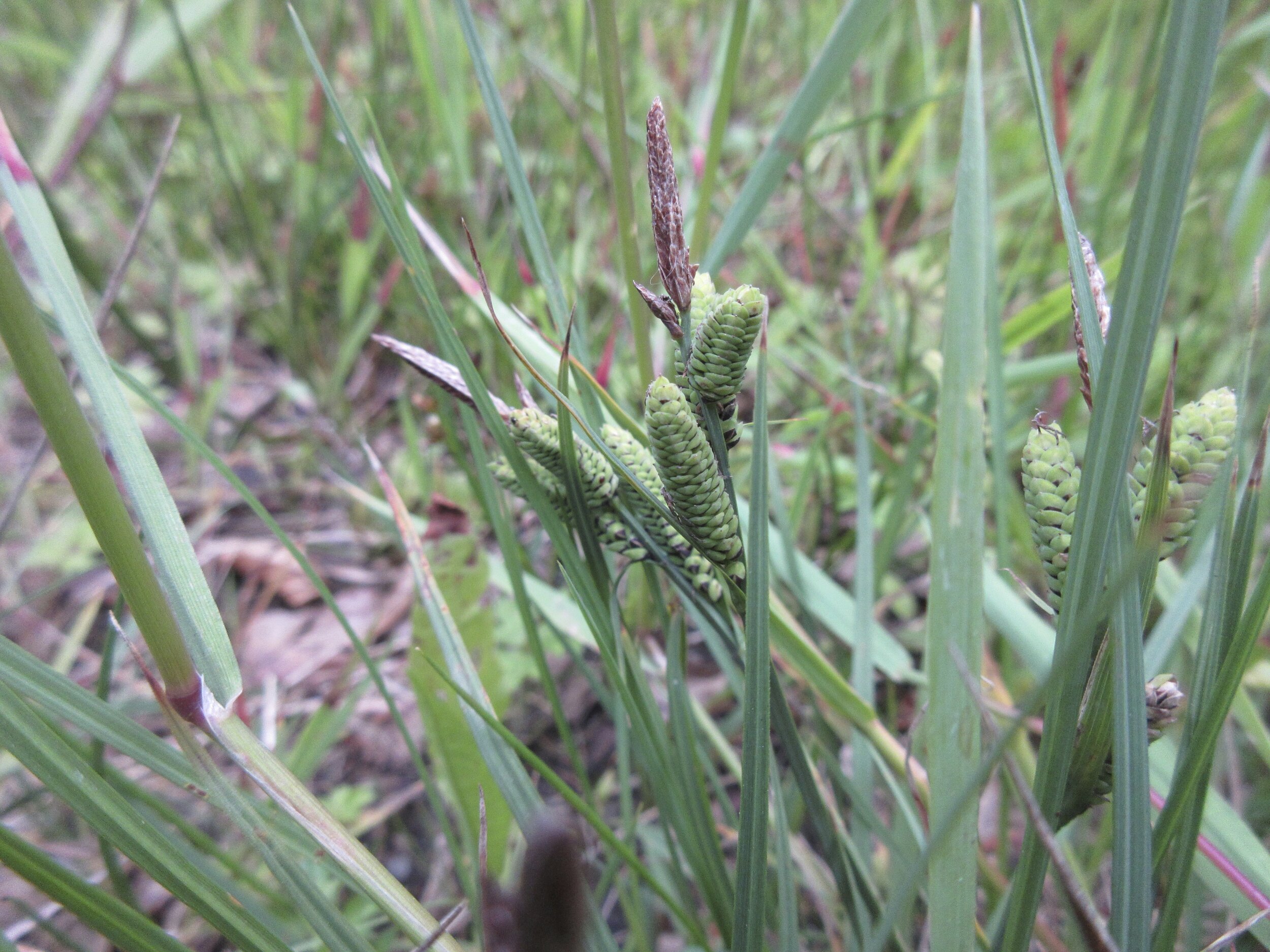 Carex nigra NS7747 8Jul2020 MP