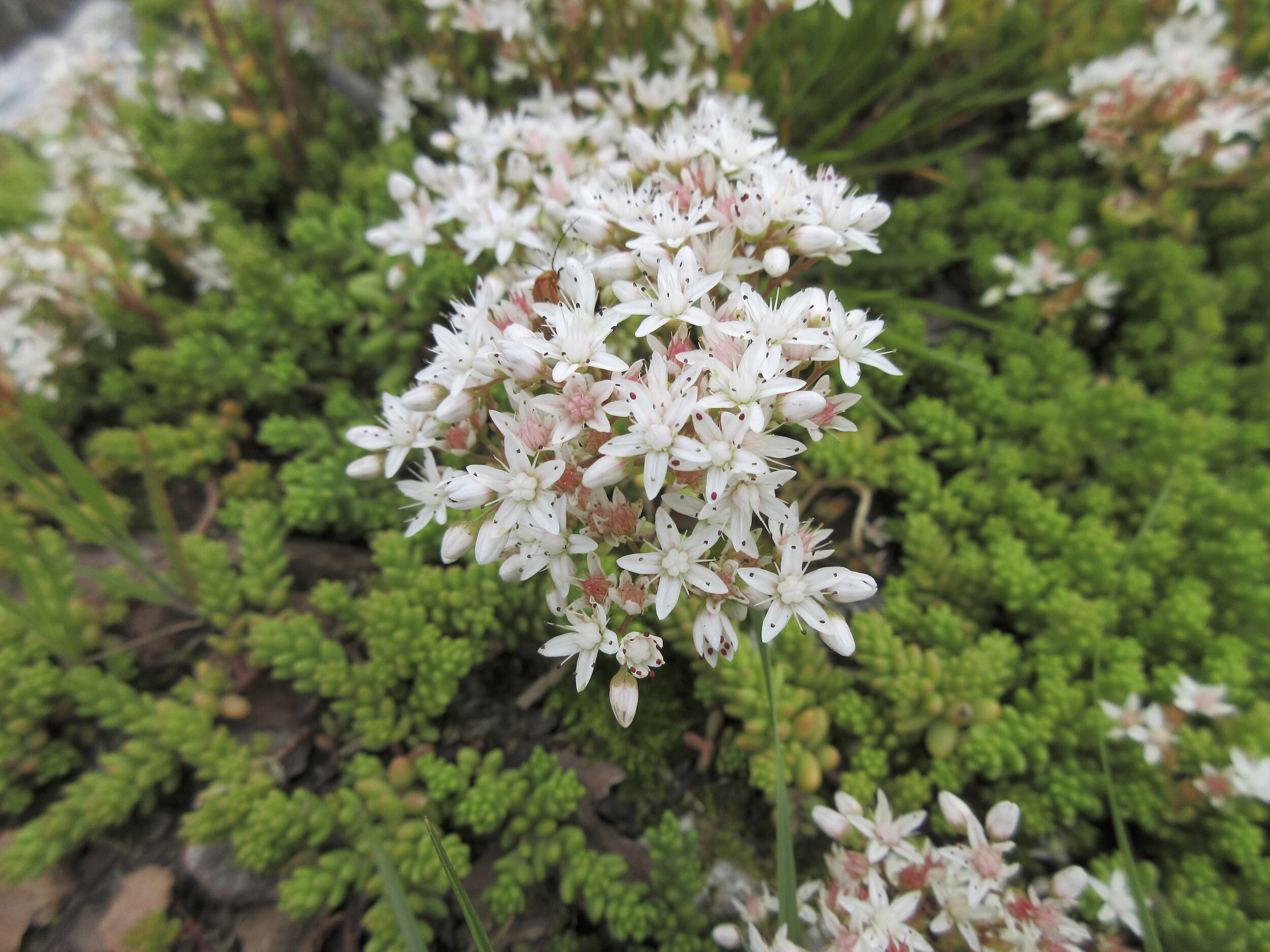 Sedum anglicum NS7847 8Jul2020 MP