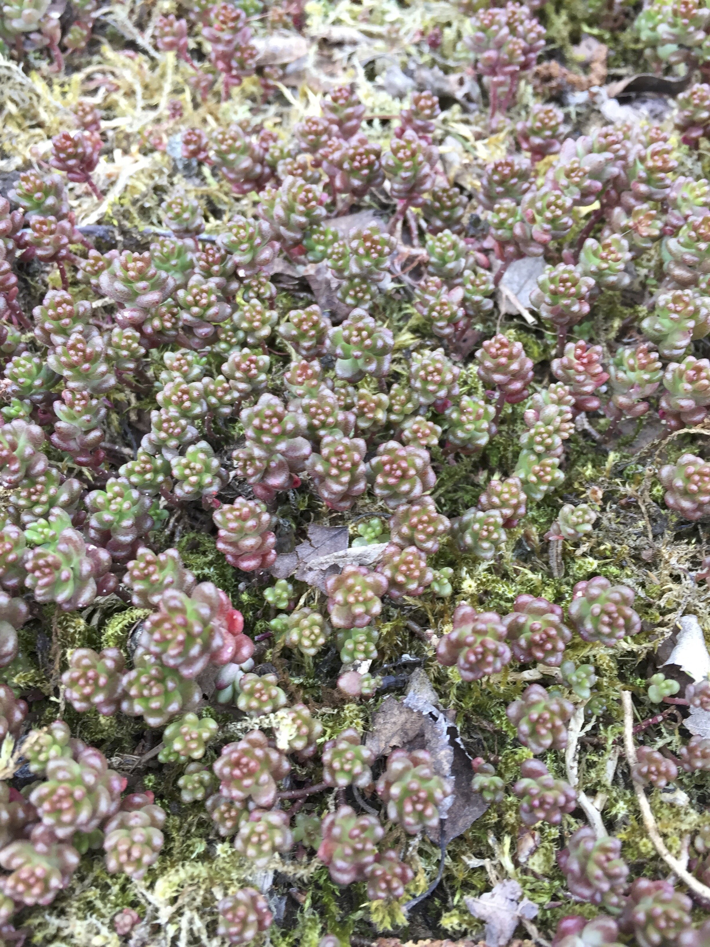 Sedum anglicum NS7951 12May2020 MP