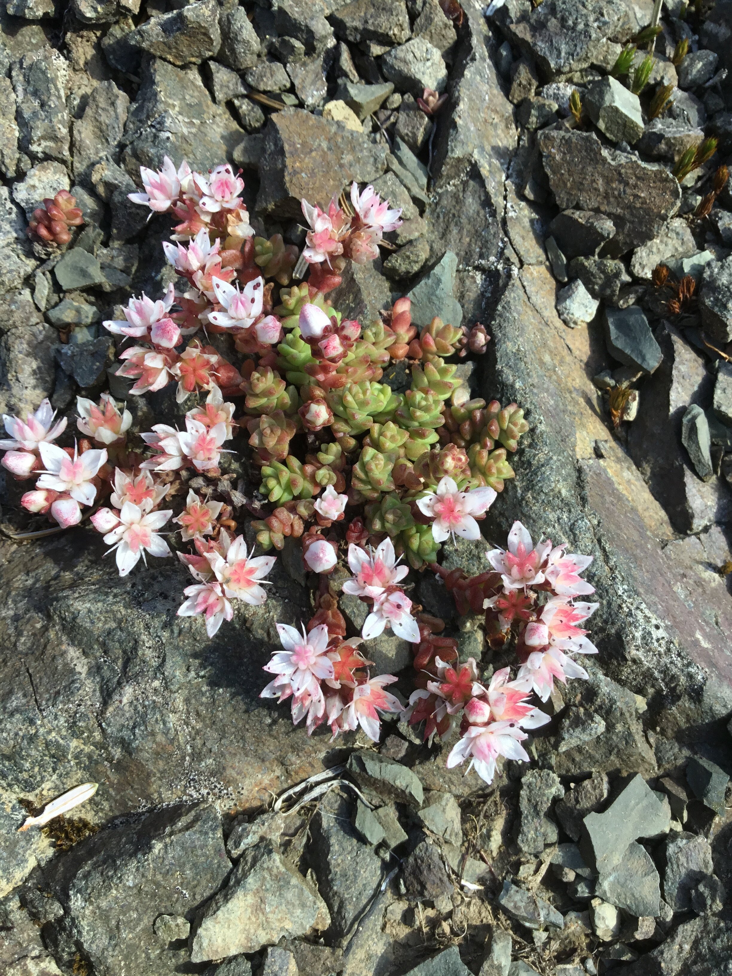Sedum anglicum NT0333 01July2019 FM