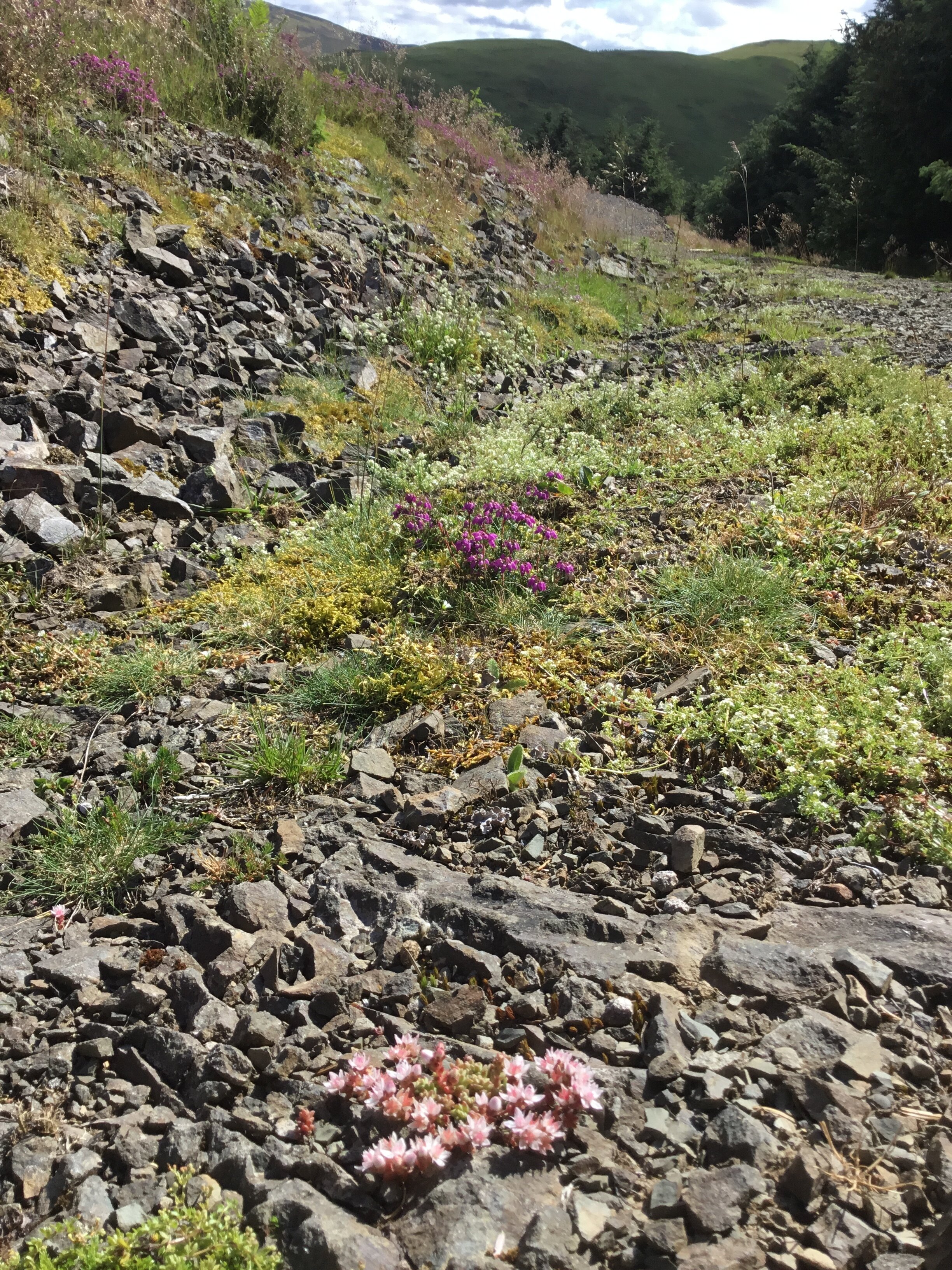 Sedum anglicum NT0333 01July2019 FM