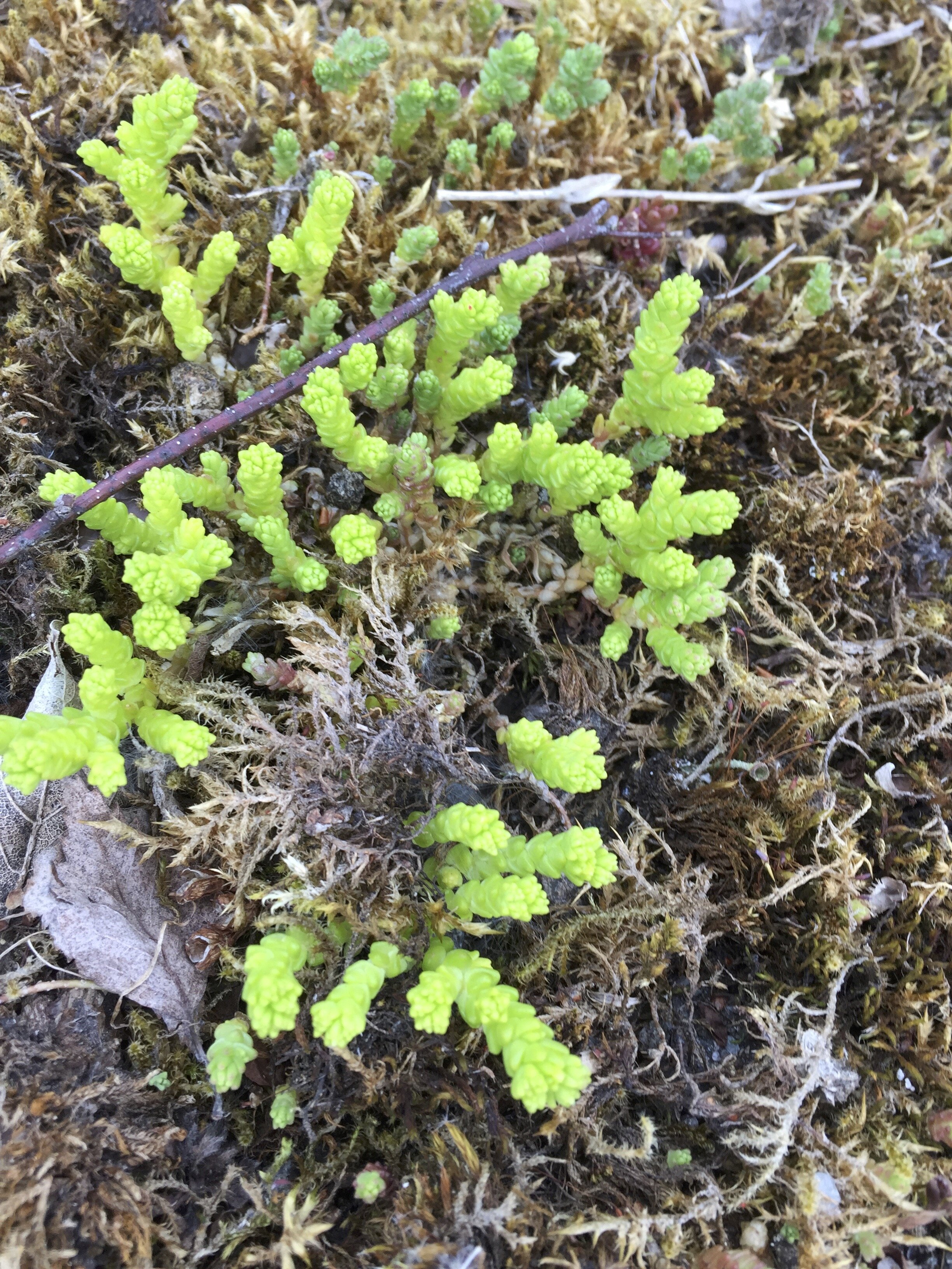 Sedum acre NS7951 12May2020 MP