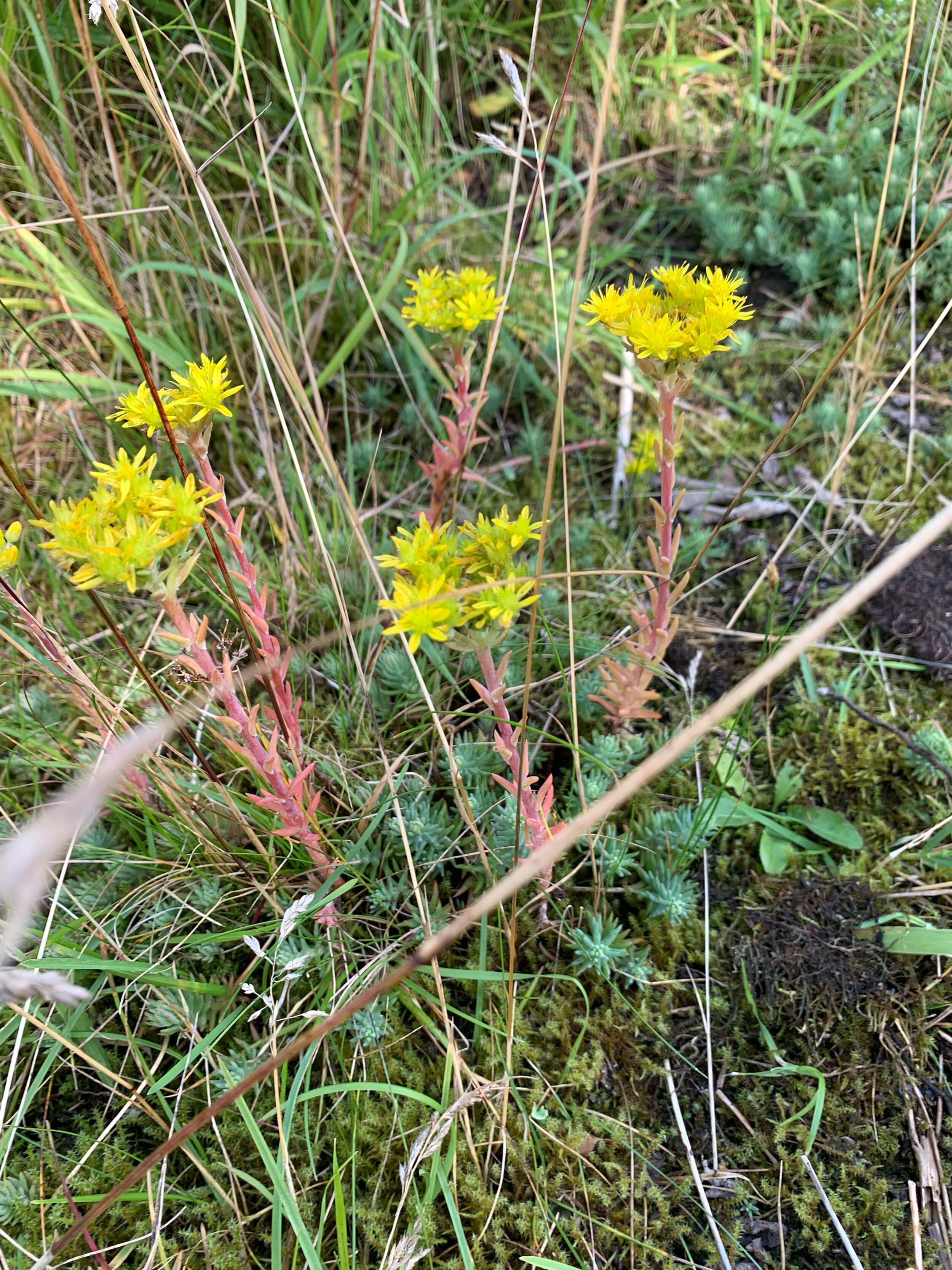 Sedum rupestre NS6158 10Aug2019 PW