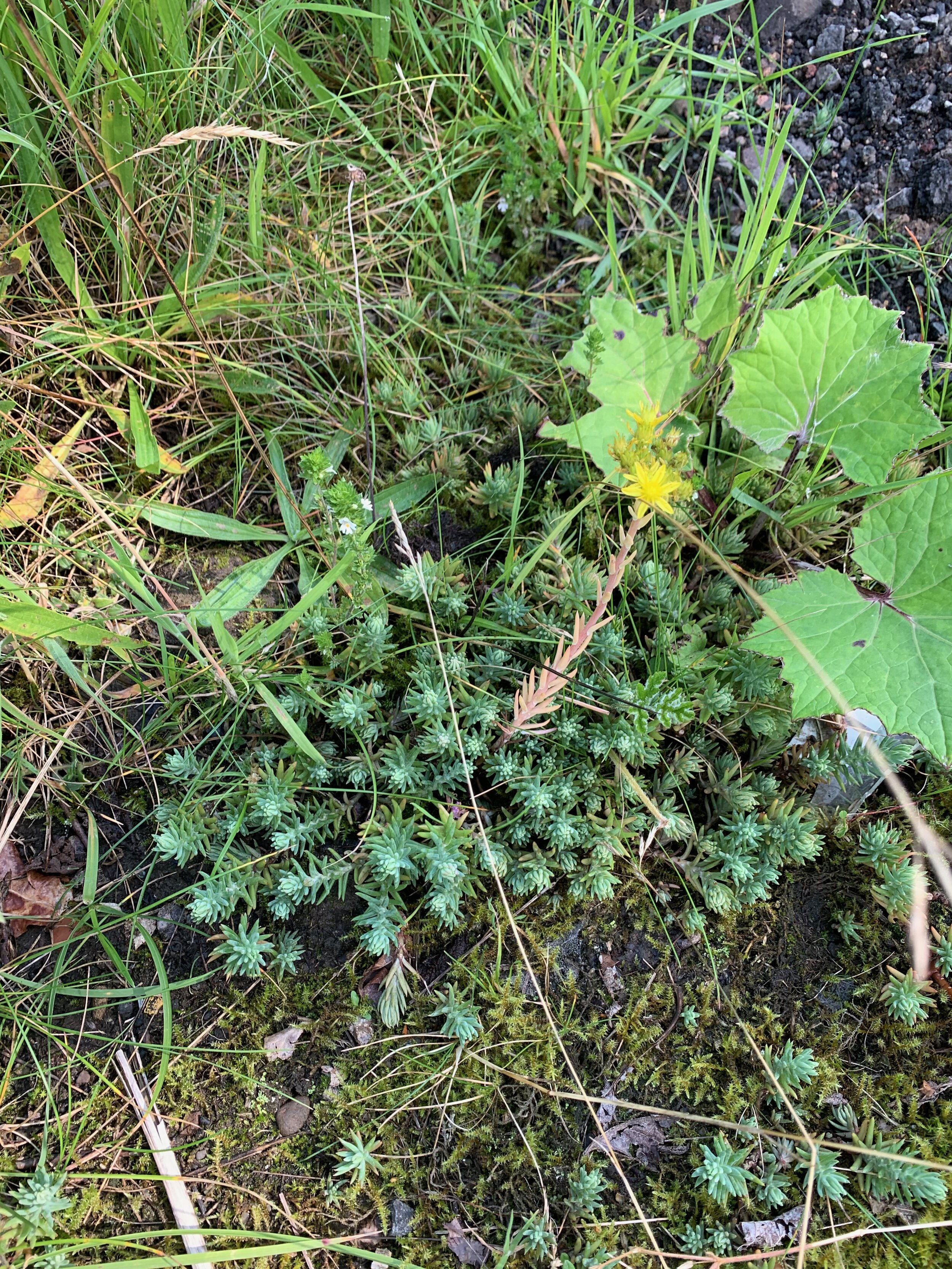 Sedum rupestre NS6158 10Aug2019 PW