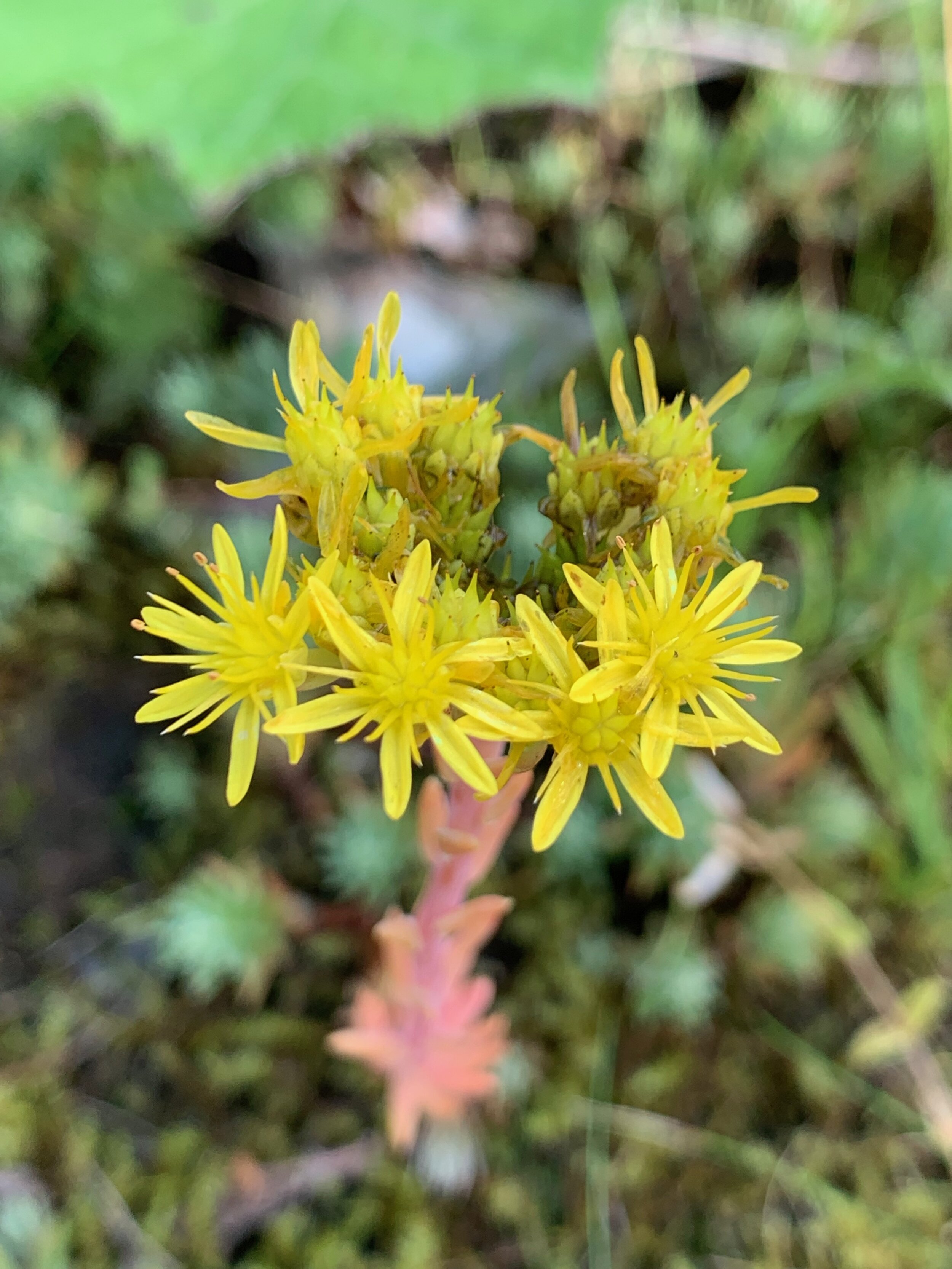 Sedum rupestre NS6158 10Aug2019 PW