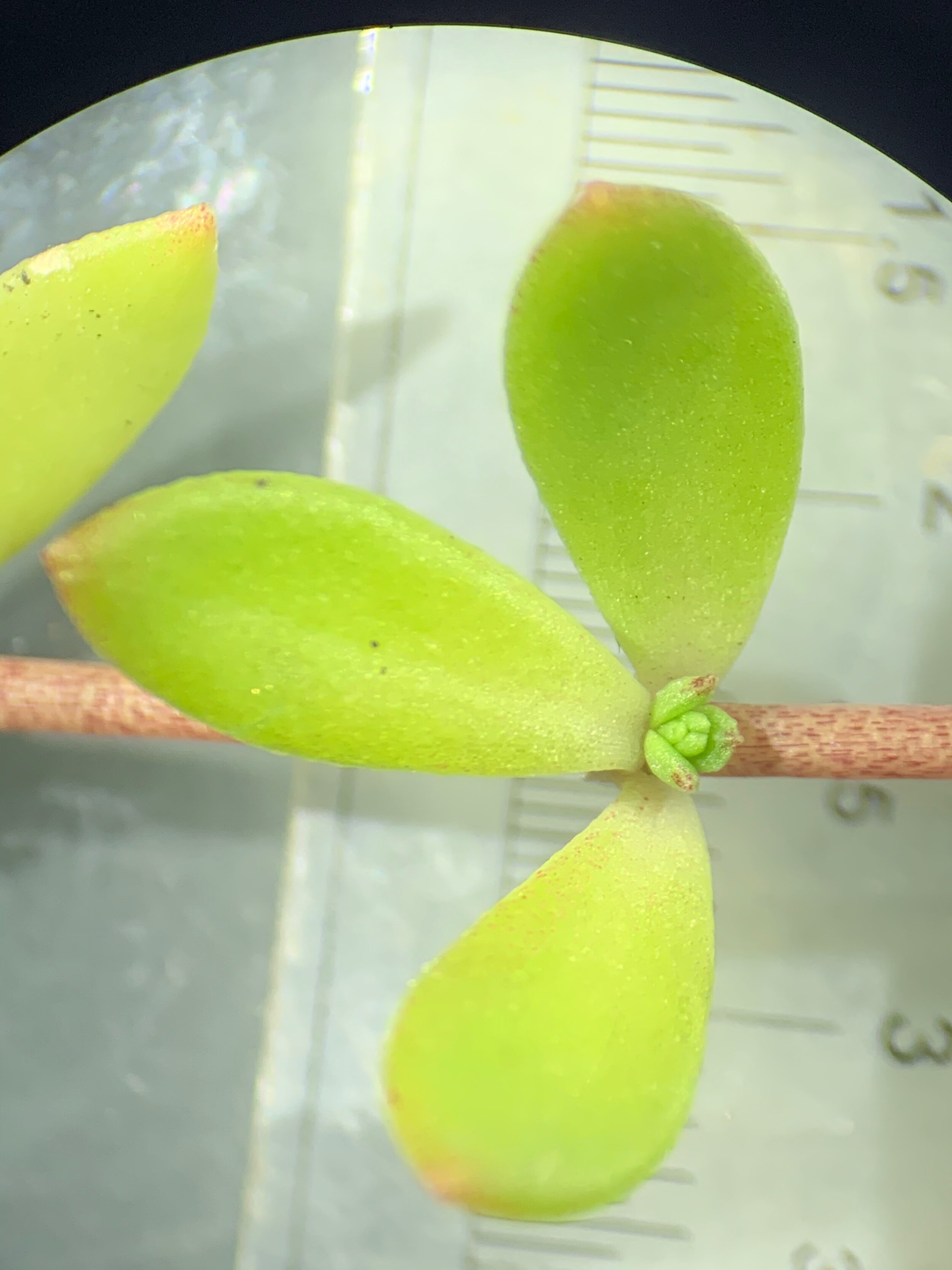 Sedum sarmentosum NS5862 20Oct2019 pw