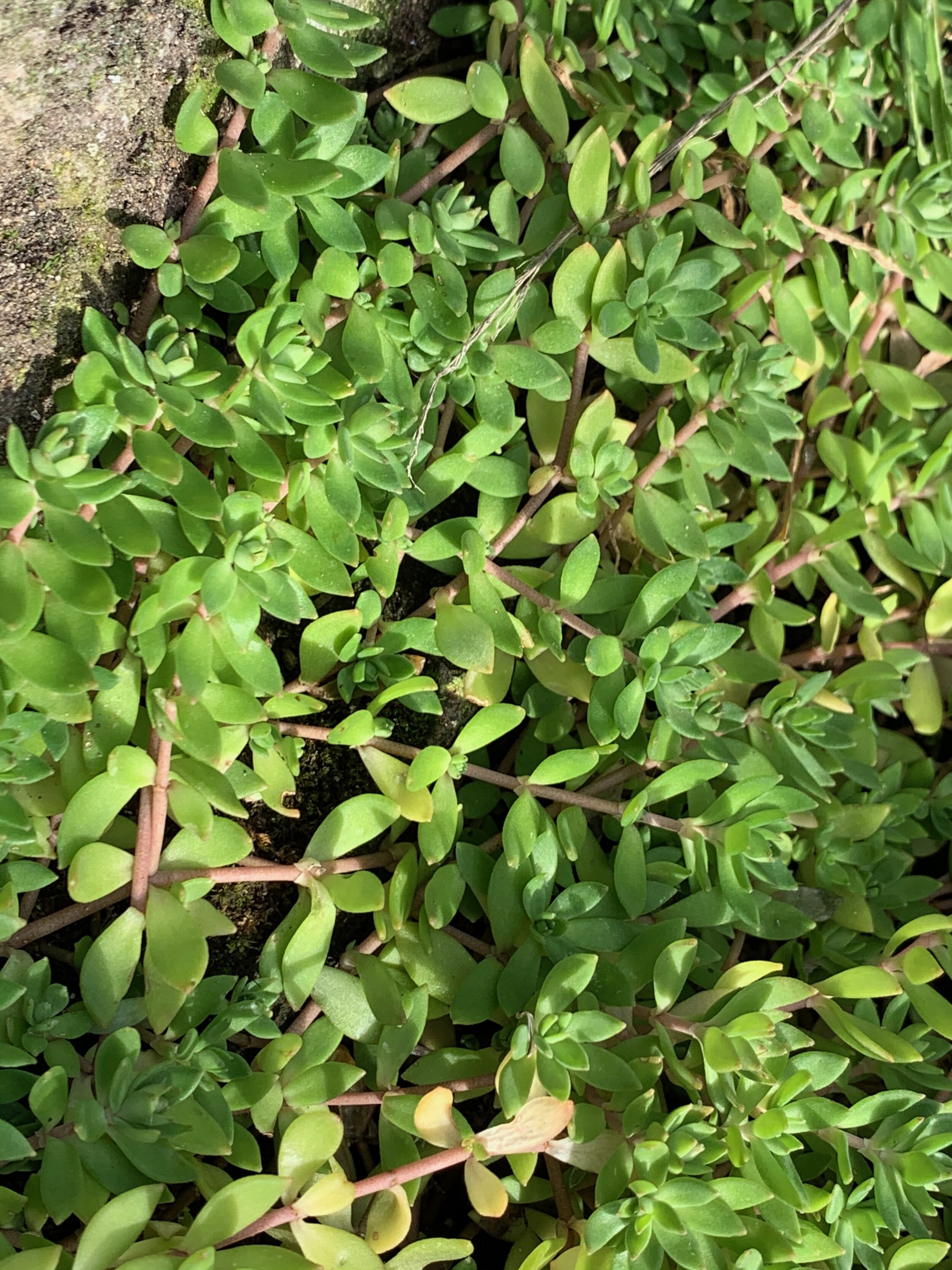 Sedum sarmentosum NS5862 20Oct2019 pw