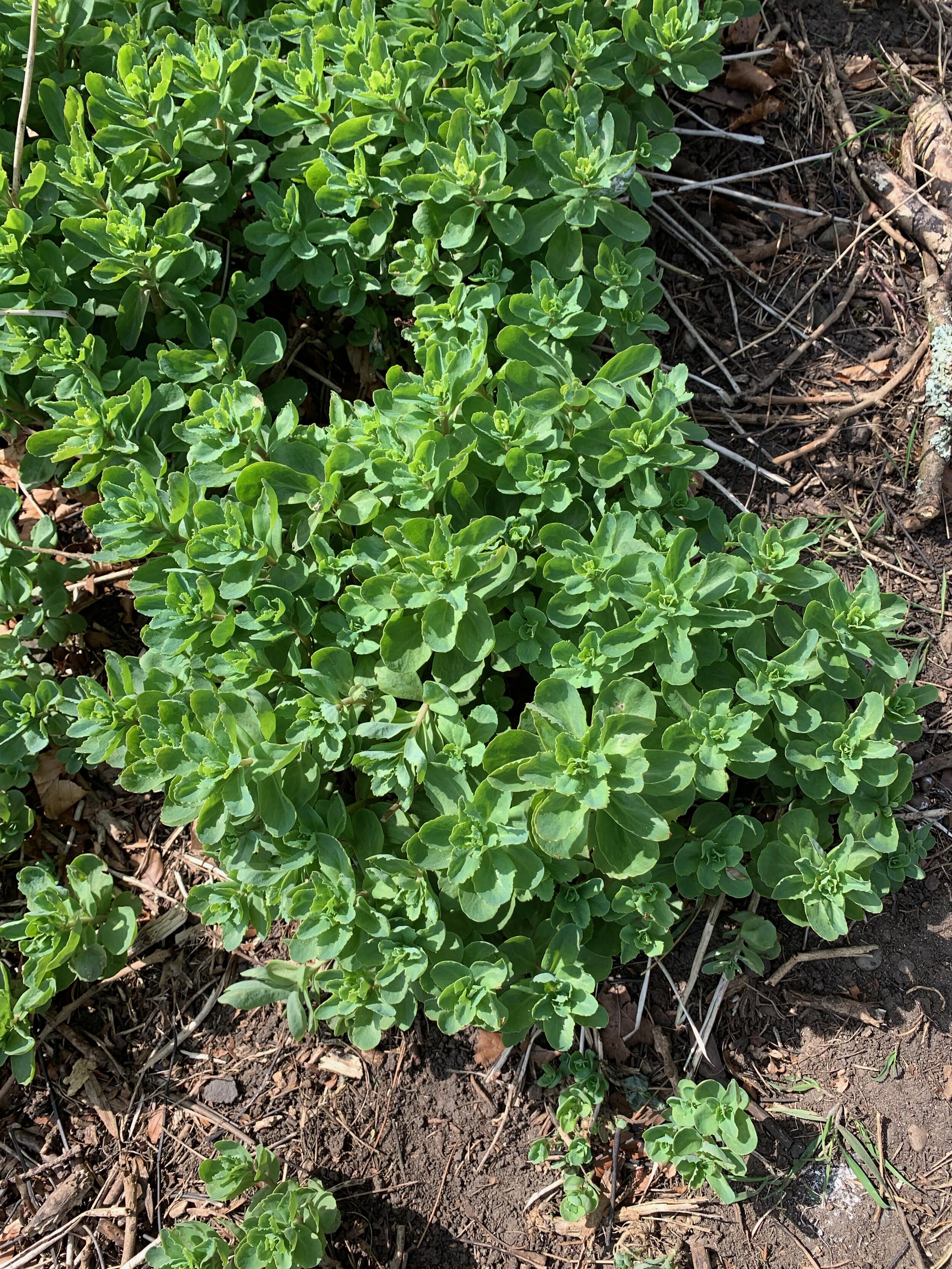 Sedum telephium NS6273 20Apr2019 PW - - 1