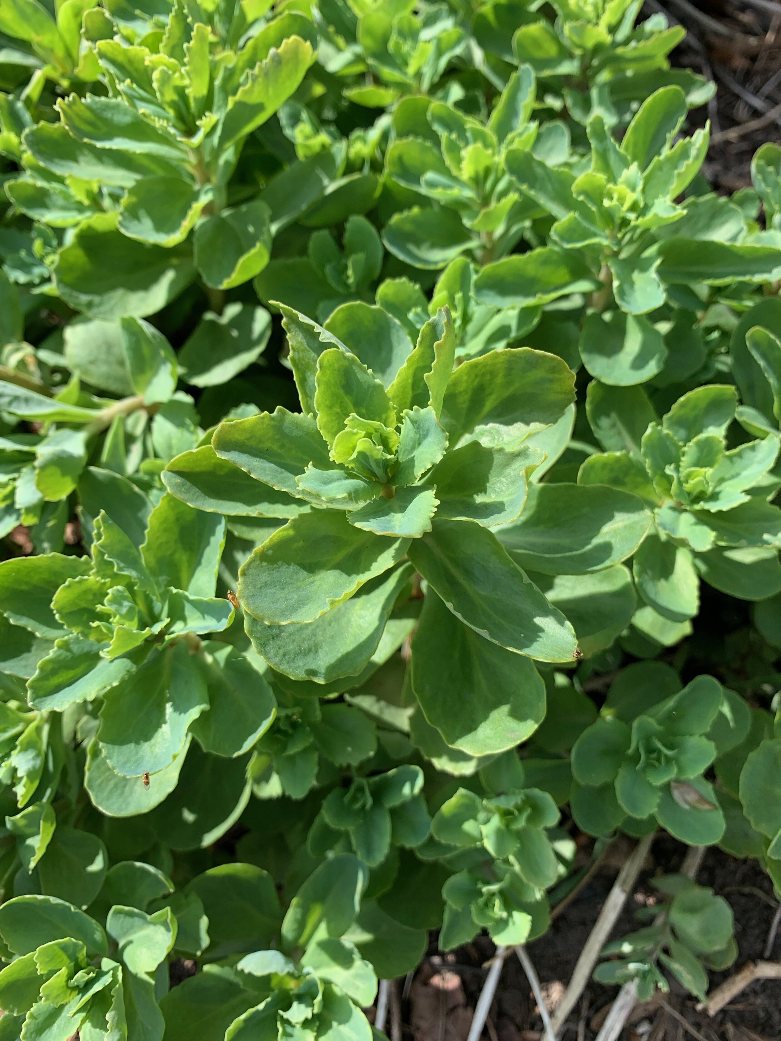 Sedum telephium NS6273 20Apr2019 PW