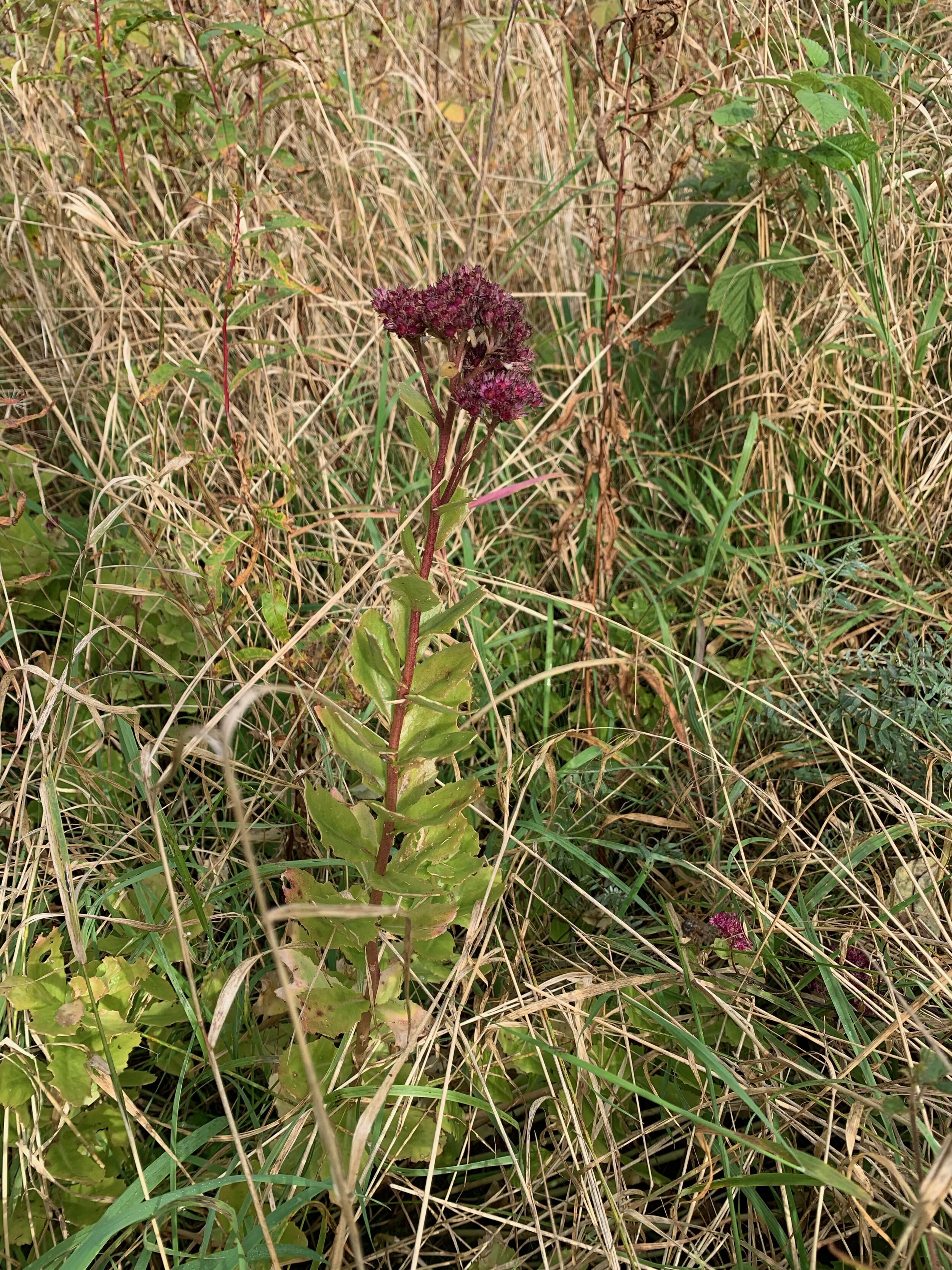 Sedum telephium NS6757 29Sep2019 PW