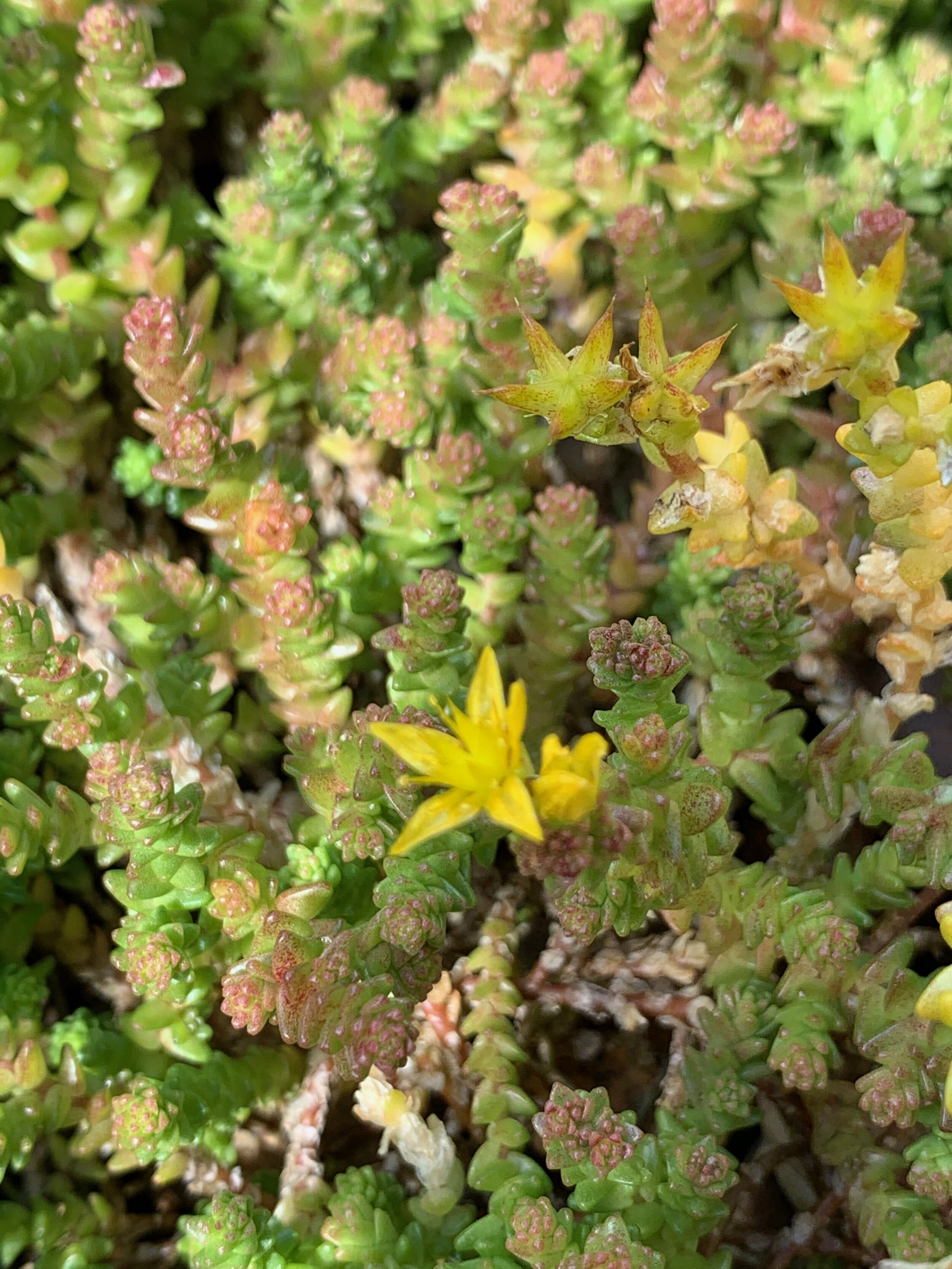 Sedum acre NS5766 11July2020 PW