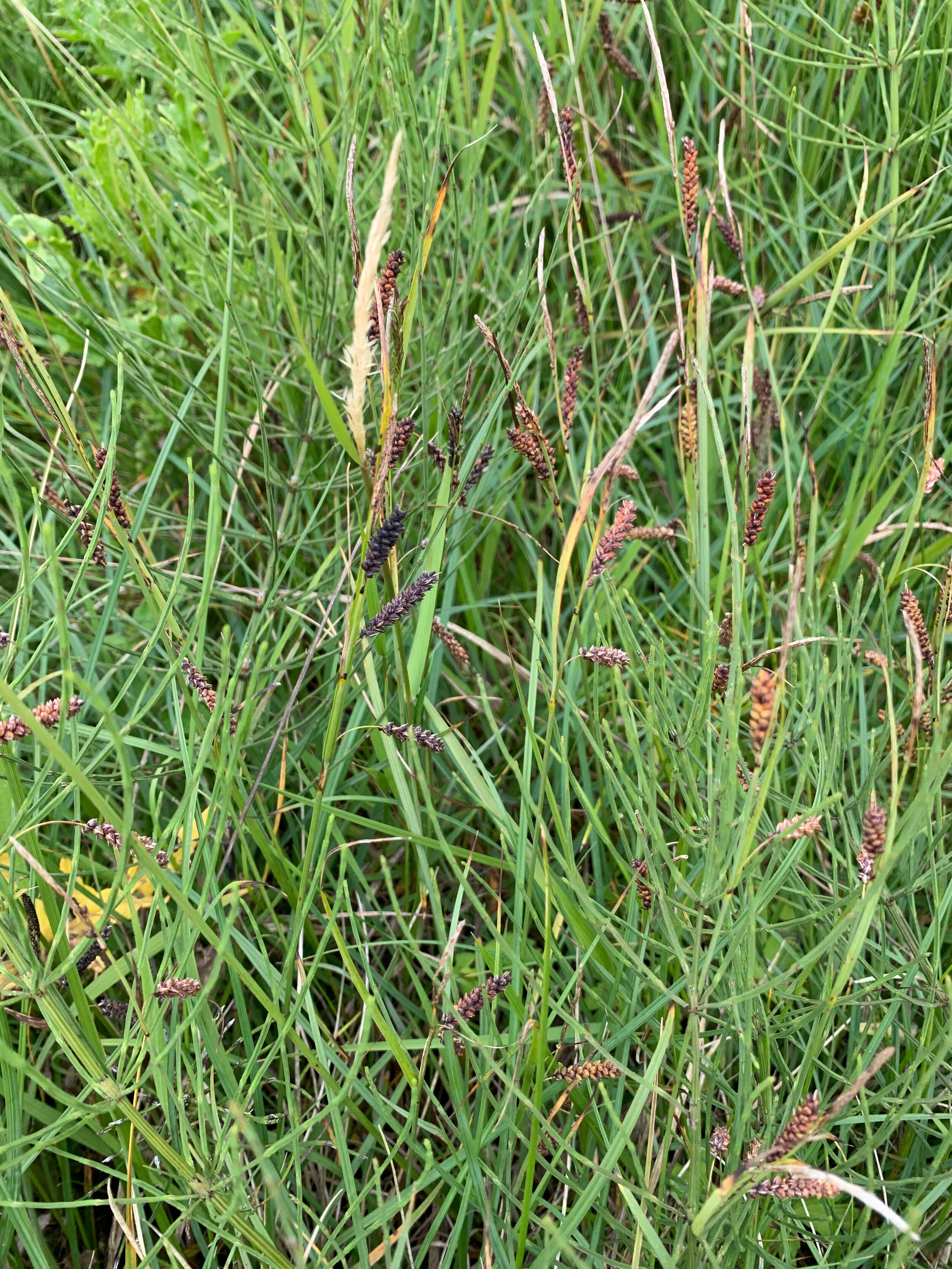 Carex flacca NS6051 9July2020 PW
