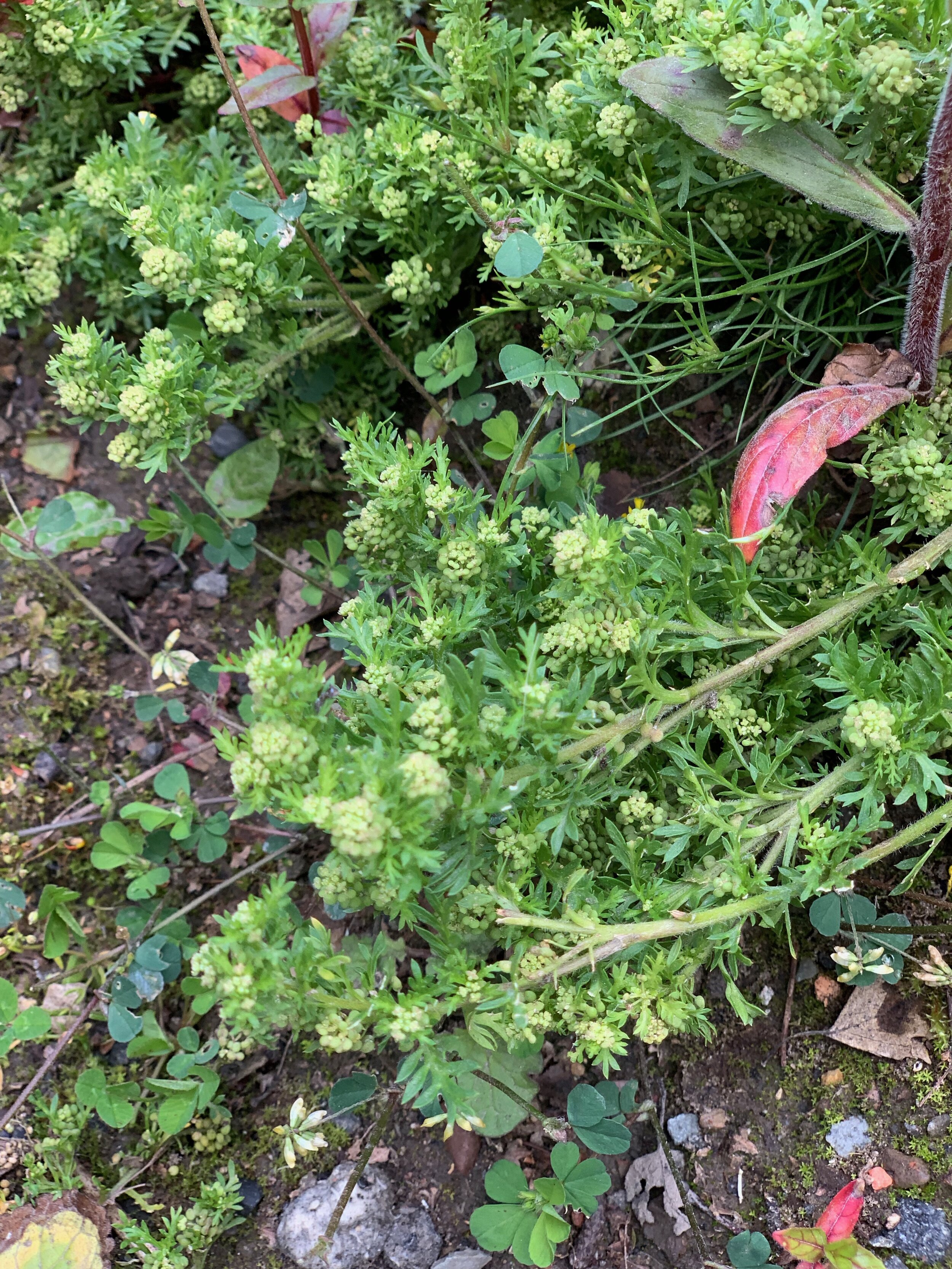 Lepidium didymum NS6065 13June2019 PW