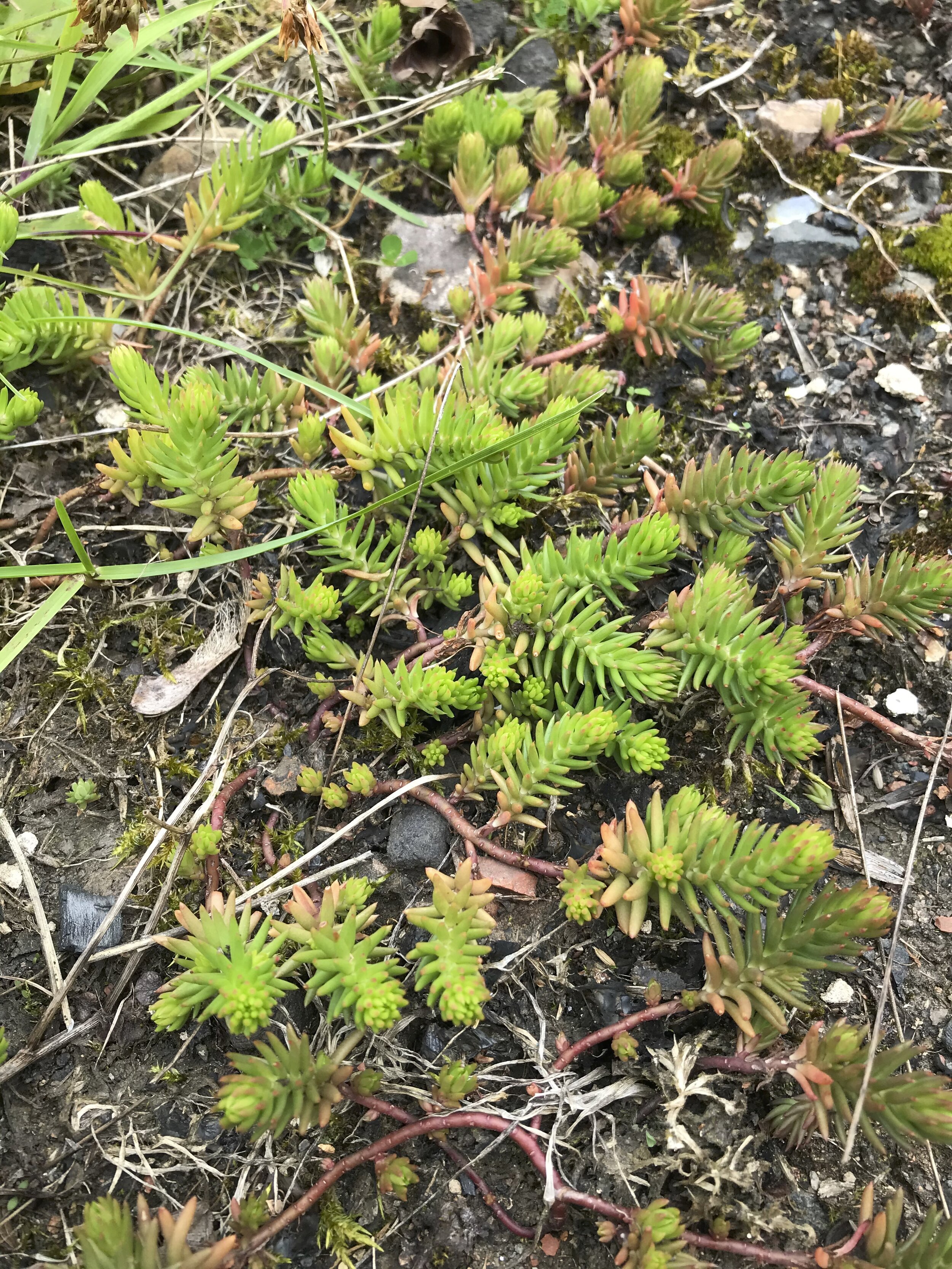 Sedum rupestre NS7950 16Jul2020 MP