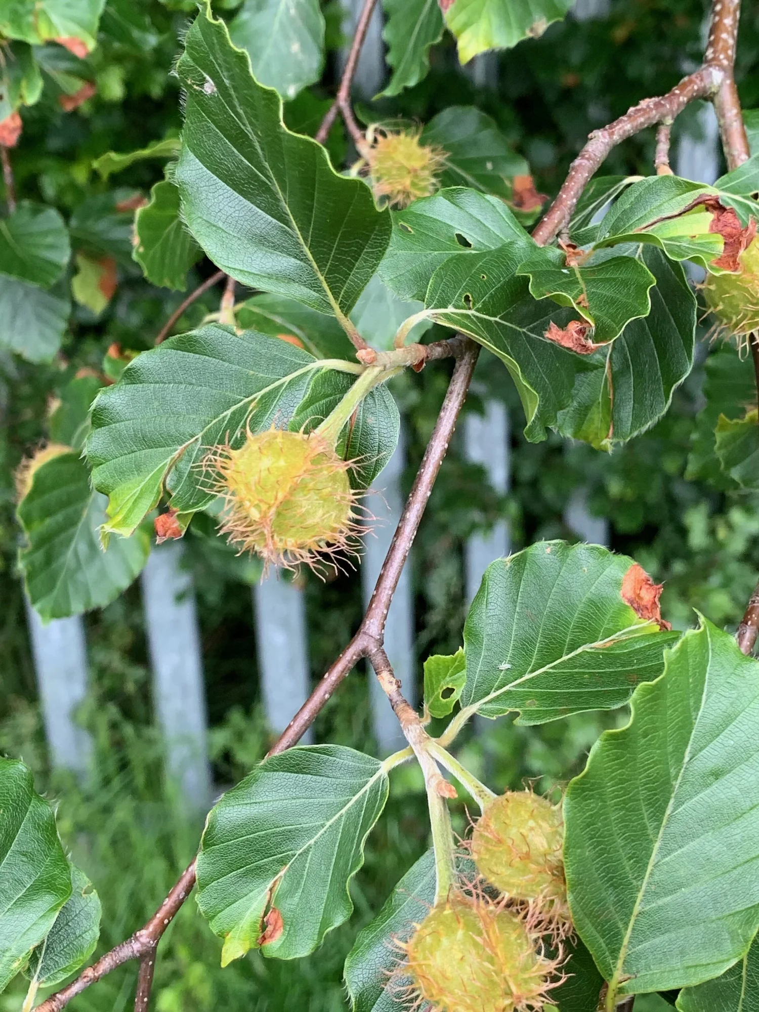 Fagus sylvaticus - Beech  BSBI VC77
